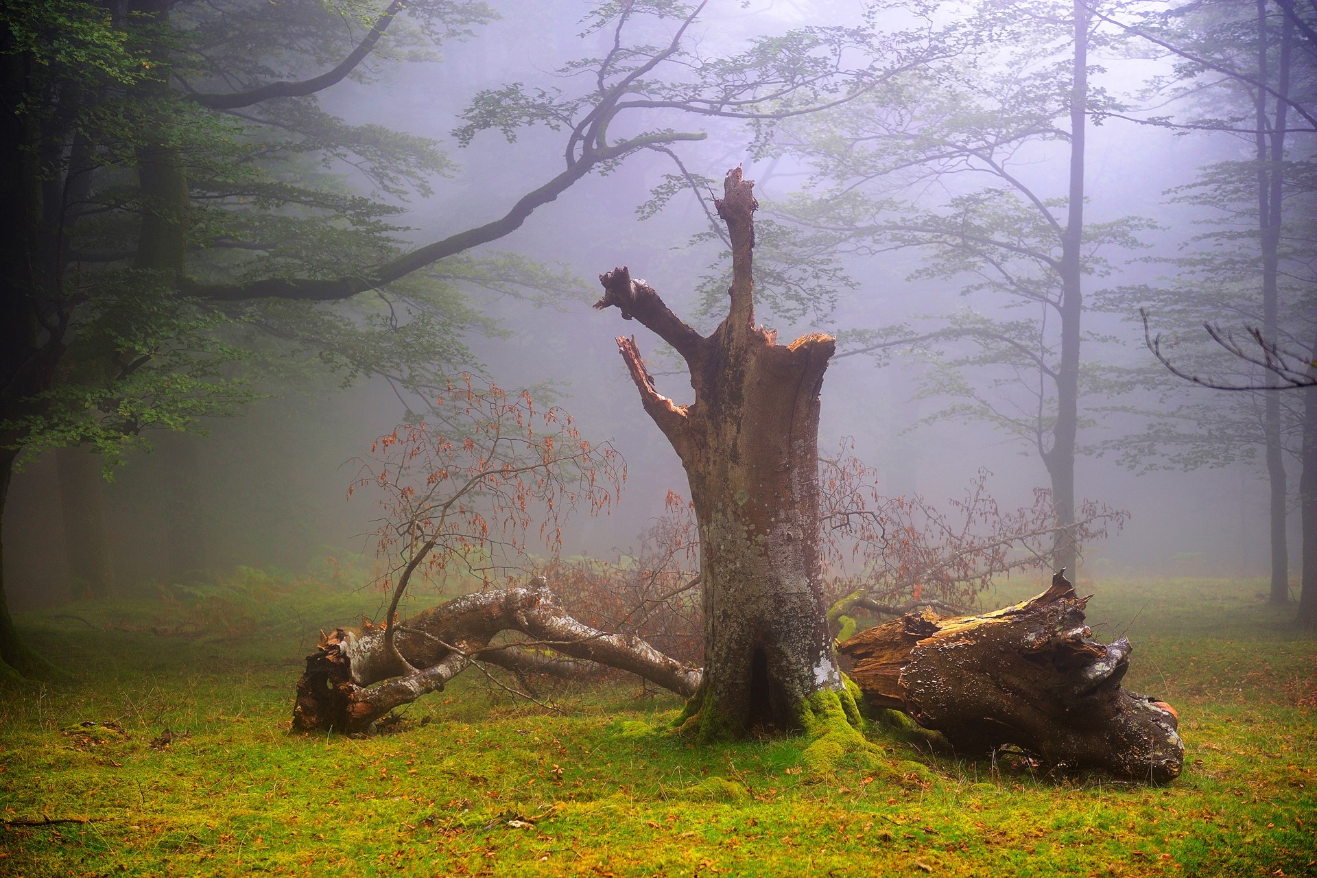 Trees Landscape Nature Wood Mist Tree Trunk Dead Trees Moss Forest Branch Fall 1920x1280