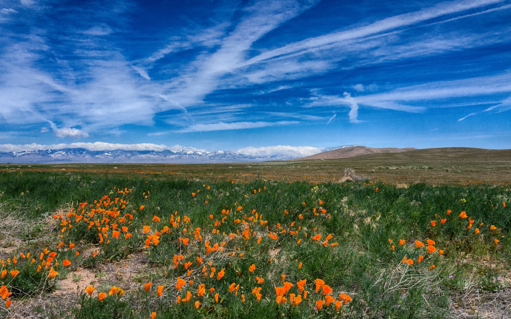 Landscape Orange Flowers Plants 1680x1050