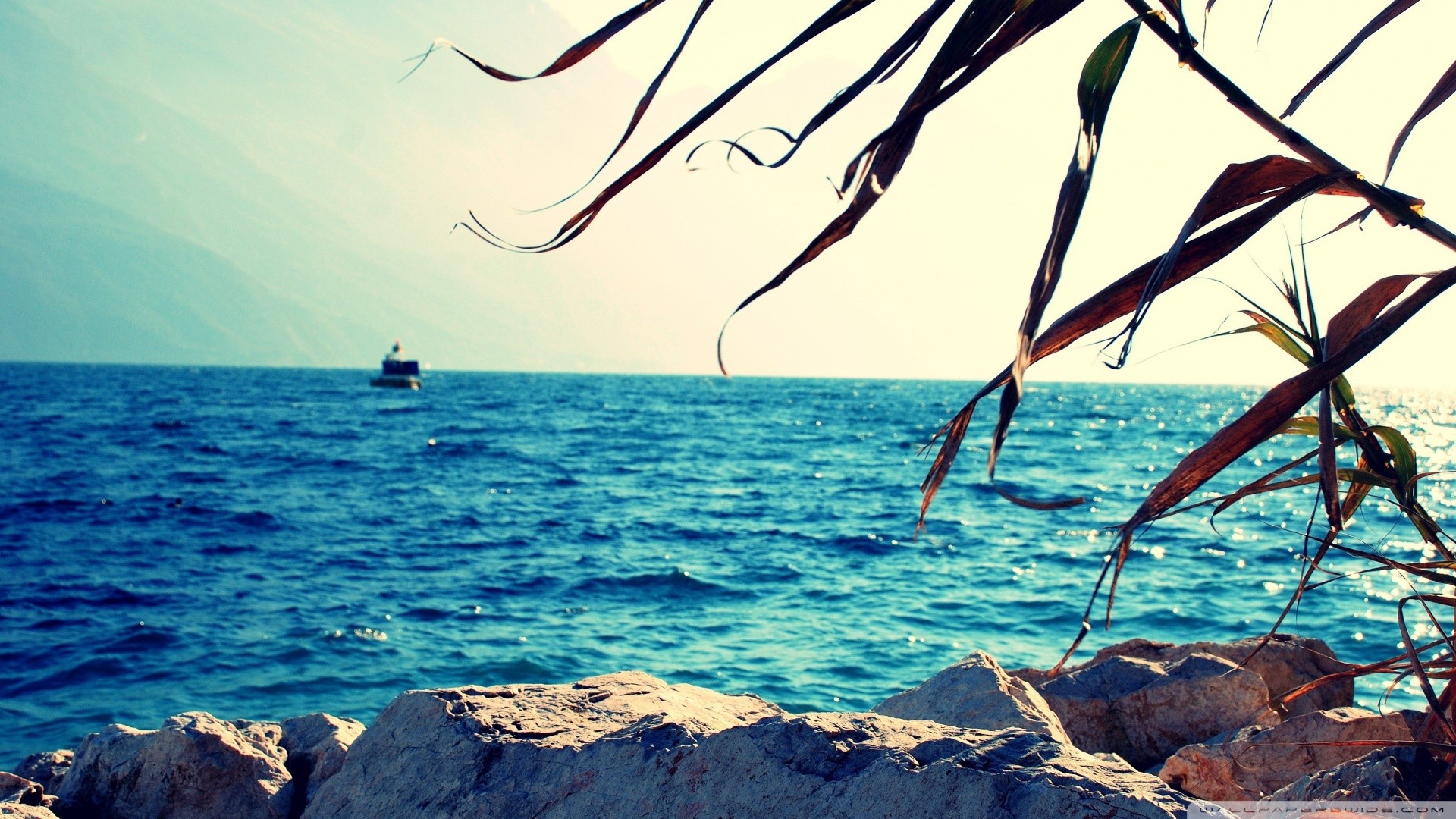 Coast Sea Rocks Reed Reeds Nature 1920x1080