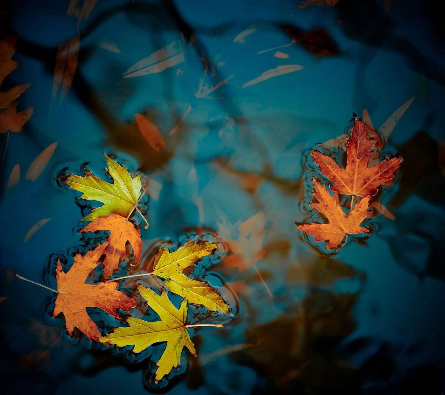 Pond Fallen Leaves Fall Red Leaves 1440x1280