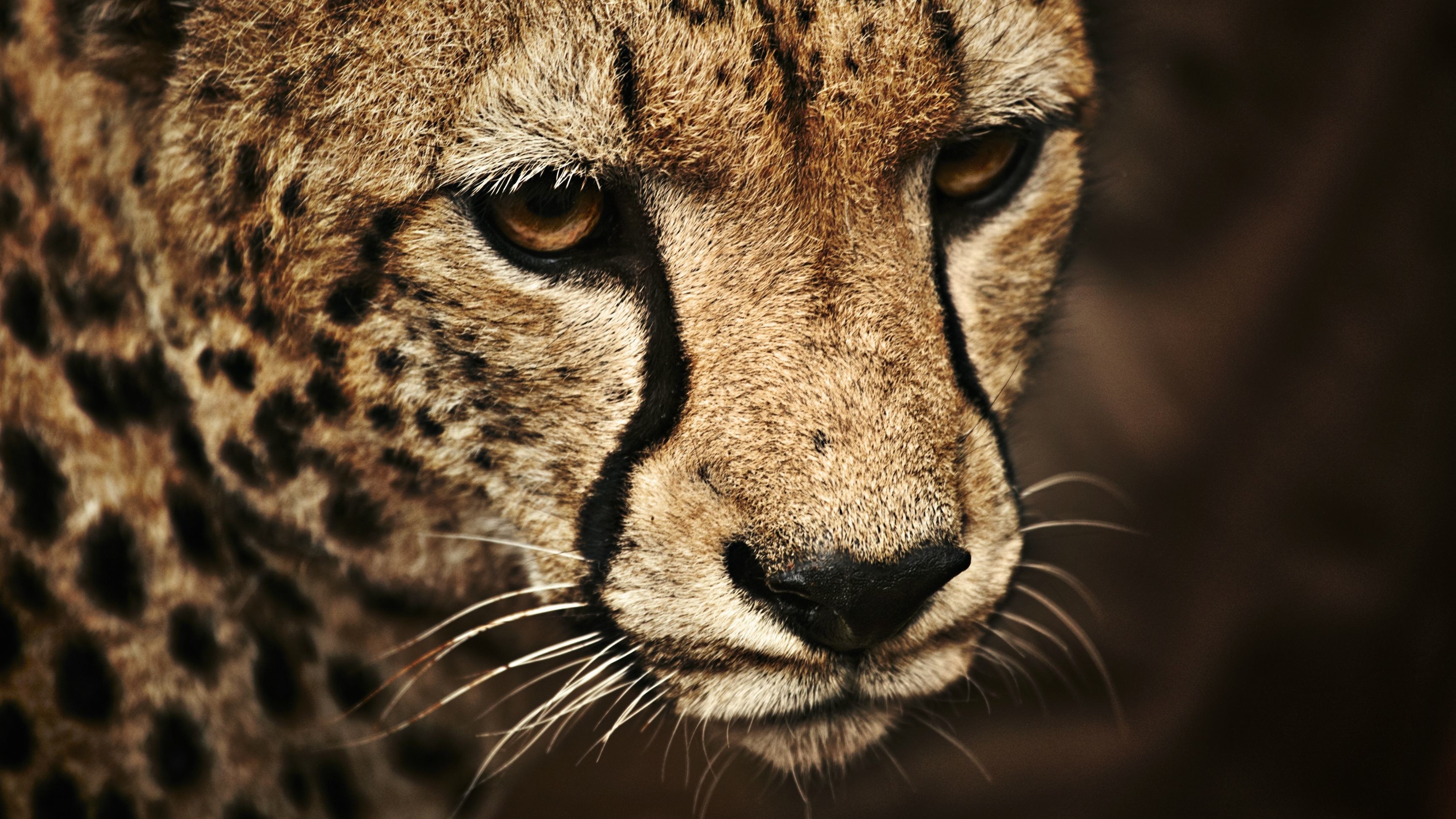 Cheetahs Animals Big Cats Mammals 3456x1944