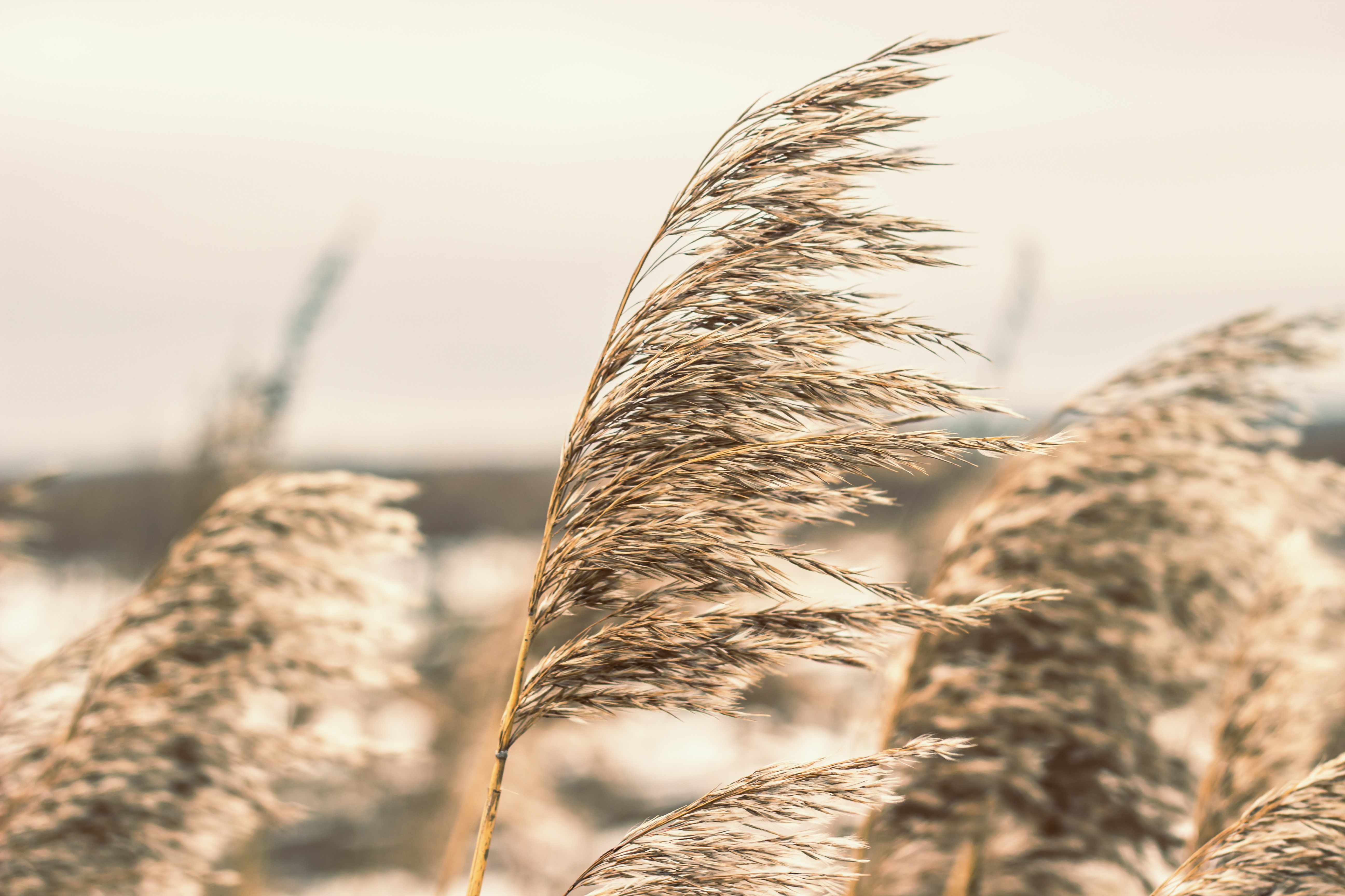 Reeds Russia Plants Outdoors 5184x3456