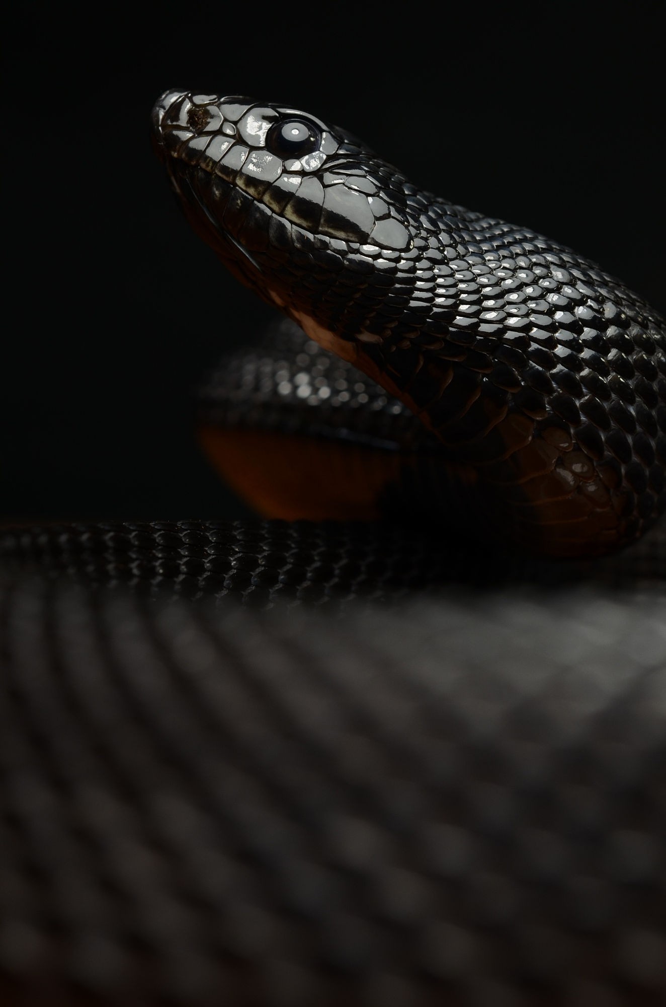 Reptiles Snake Macro 1324x2000