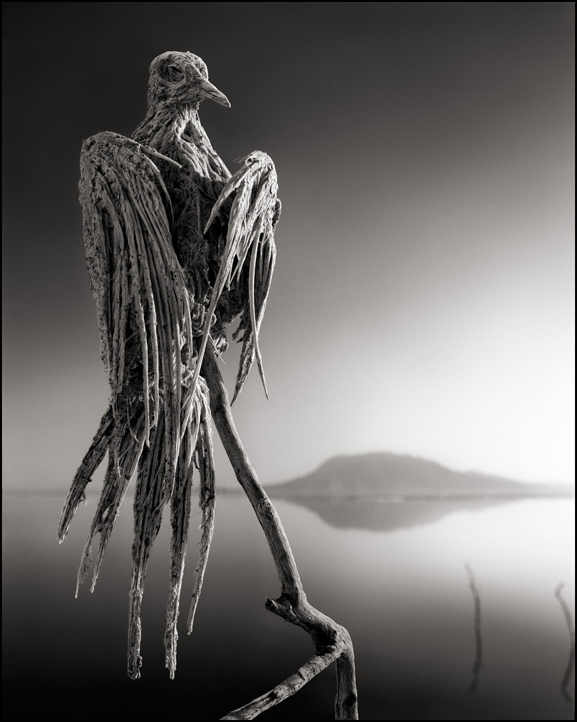 Nature Landscape Animals Monochrome Tanzania Africa Salt Lakes Hills Reflection Creepy Dead Birds Br 1151x1440