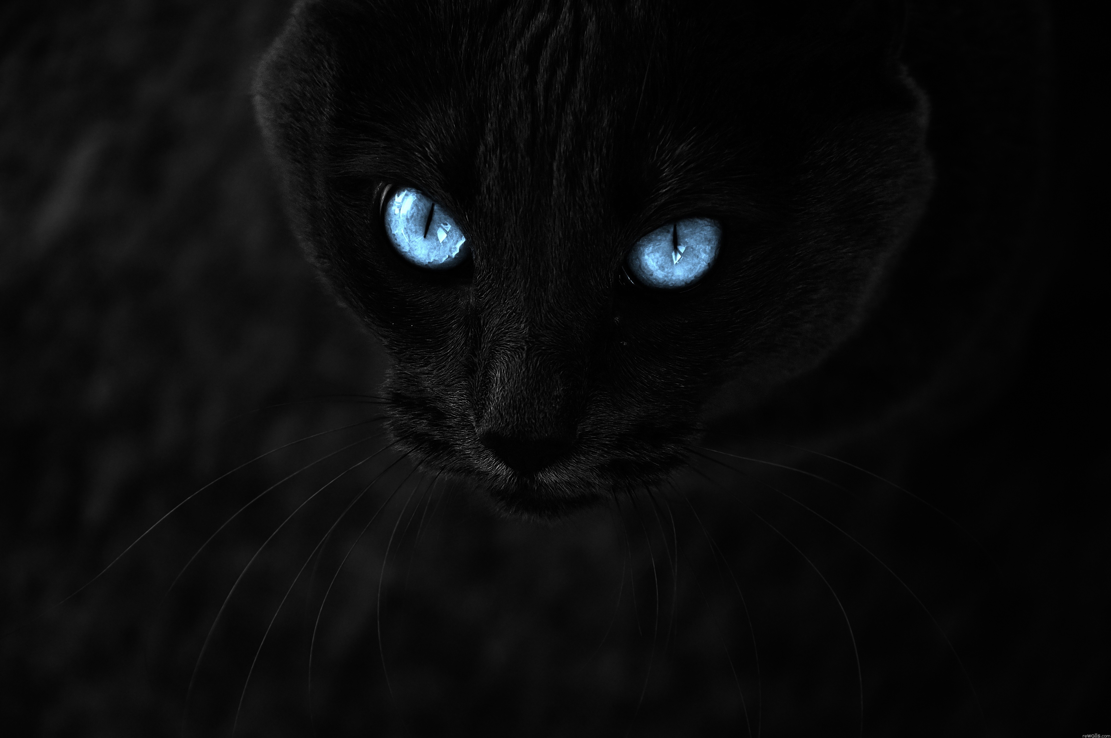 Black Cats Blue Eyes Dark Contrast Animals Blue Eyes Mammals 4288x2848
