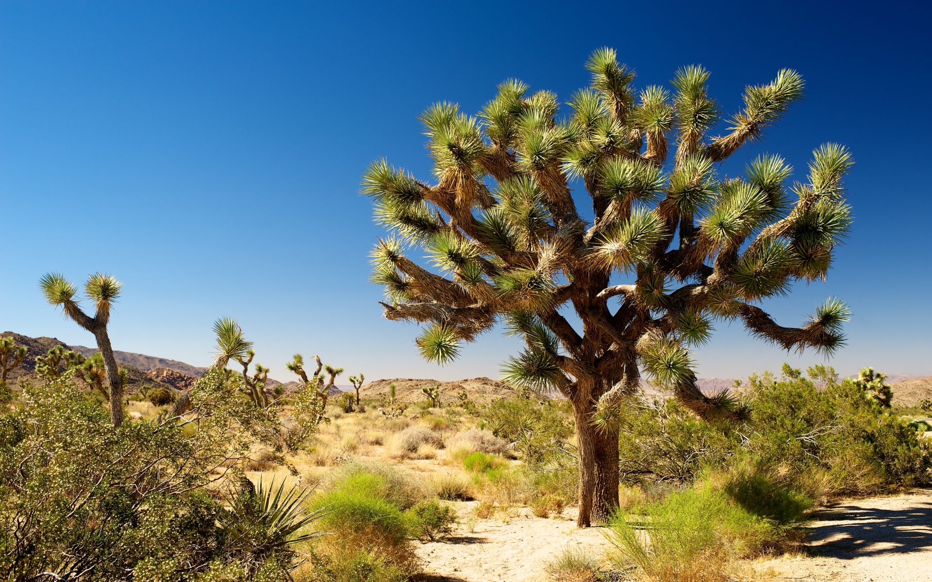 Earth Joshua Tree National Park 1920x1200