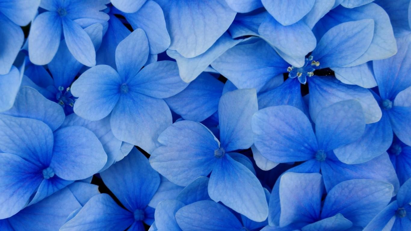 Nature Blue Blue Background Flowers Petals Flower Petals Blue Flowers 1366x768