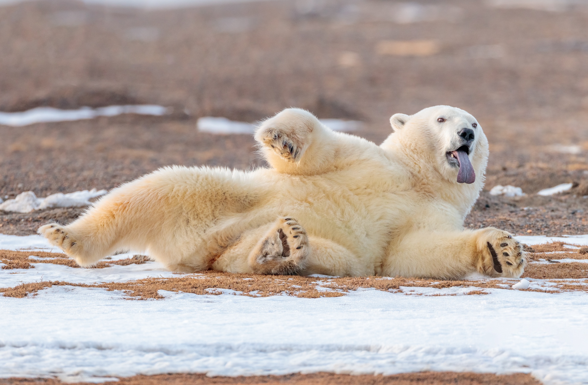 Tongue Out Relaxing Animals Polar Bears Bears Mammals 2440x1600
