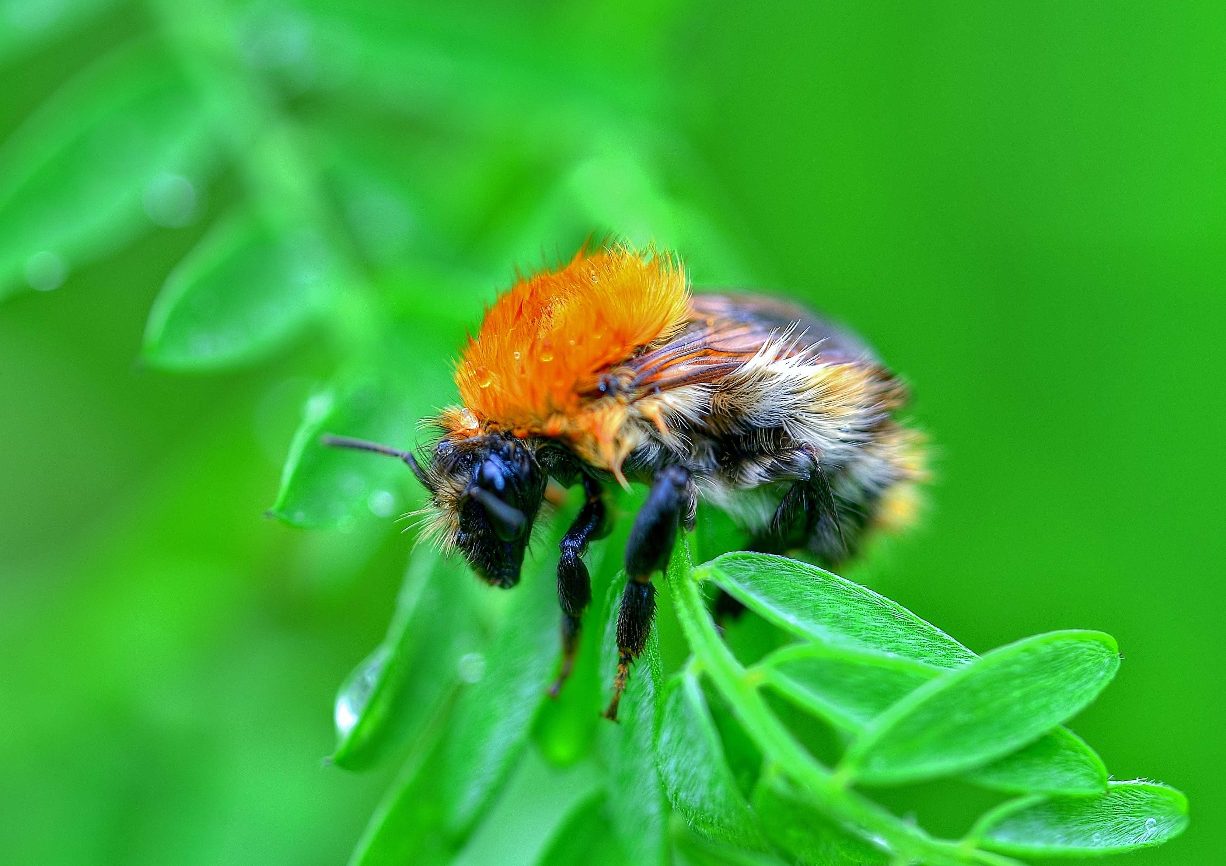Animals Plants Bumblebees Insect Green Macro 4029x2846