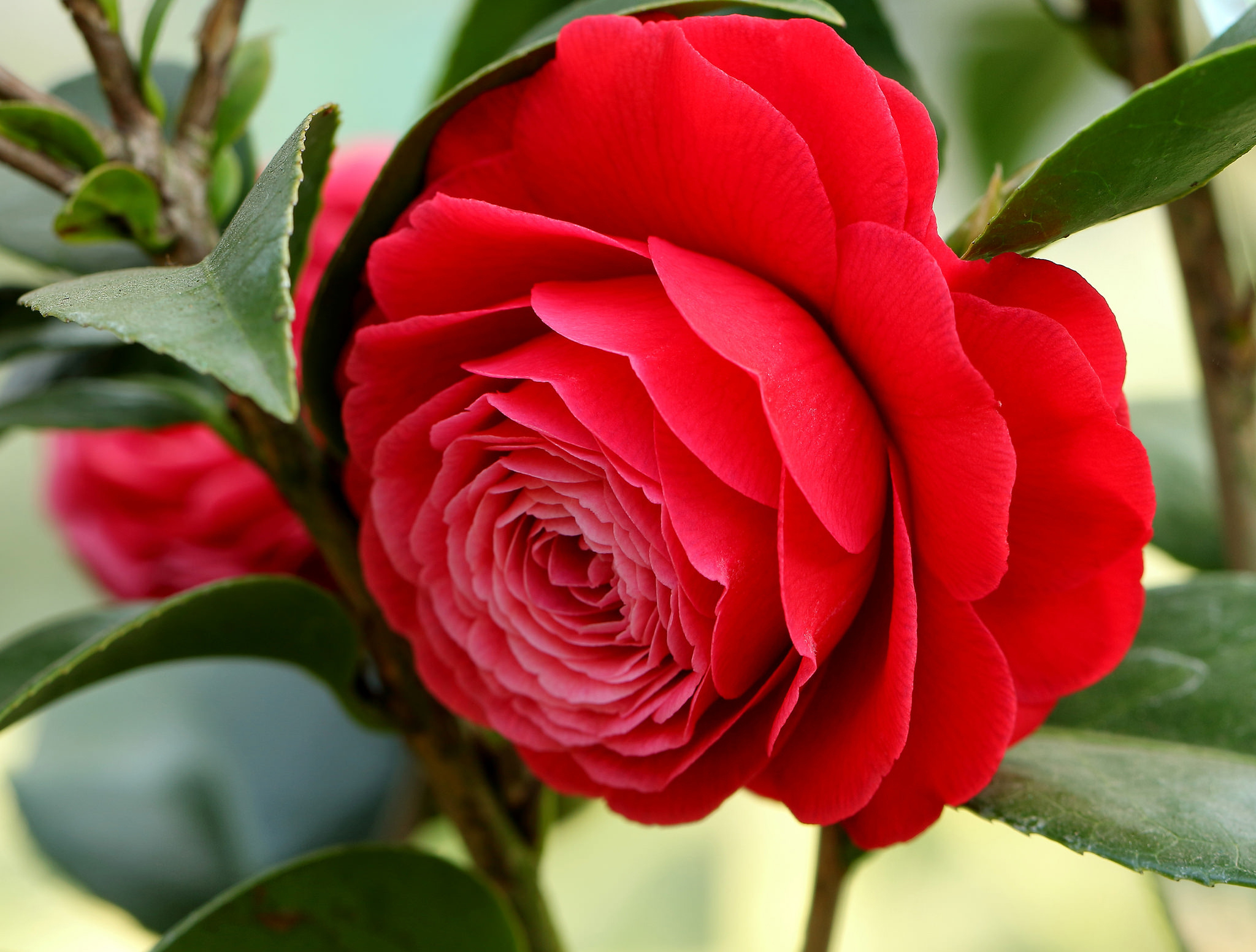 Camellia Flower Red Flower 2048x1552