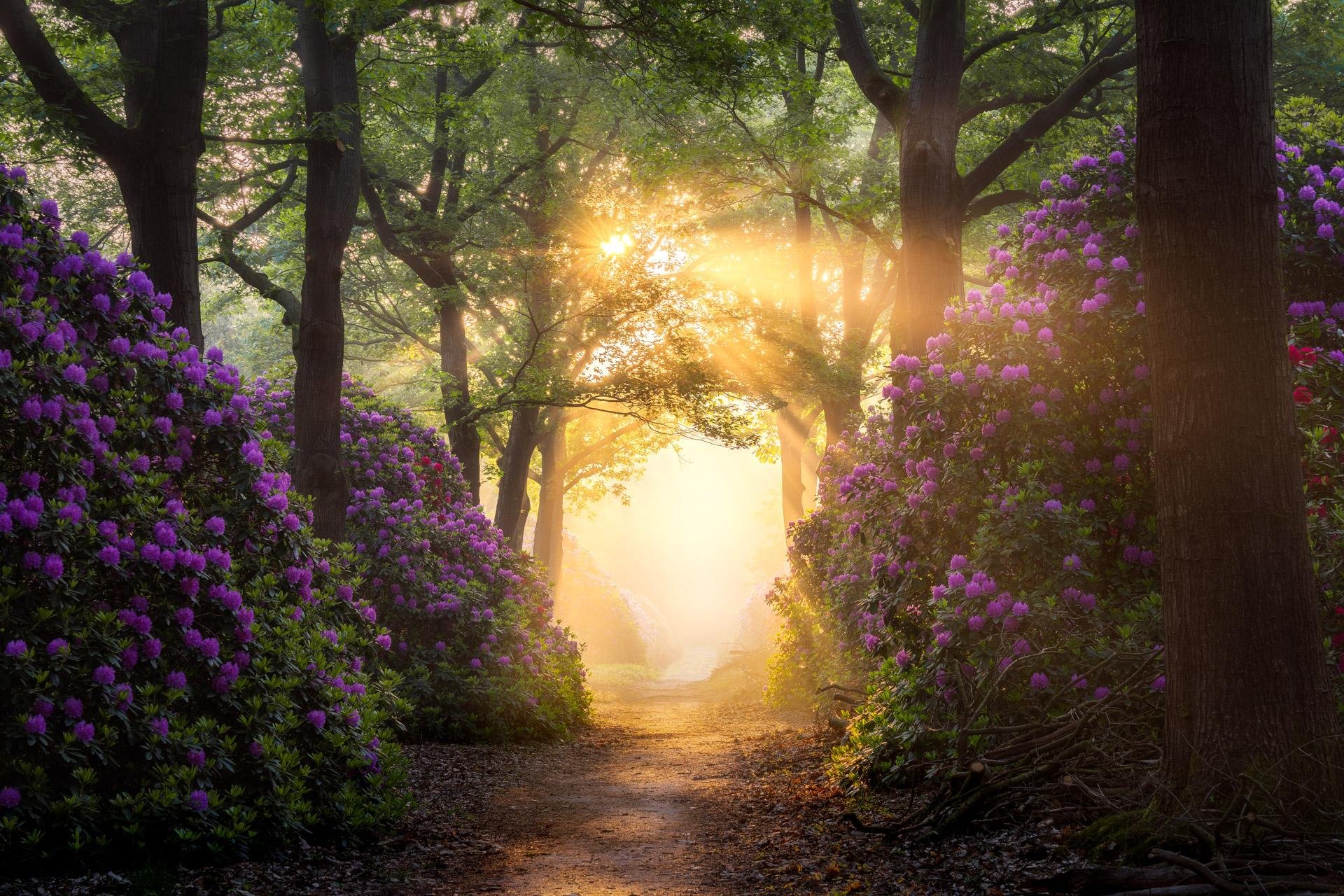 Rhododendron Flowers Walkway Path Sunlight Trees Plants Dirt Nature Netherlands 1920x1280
