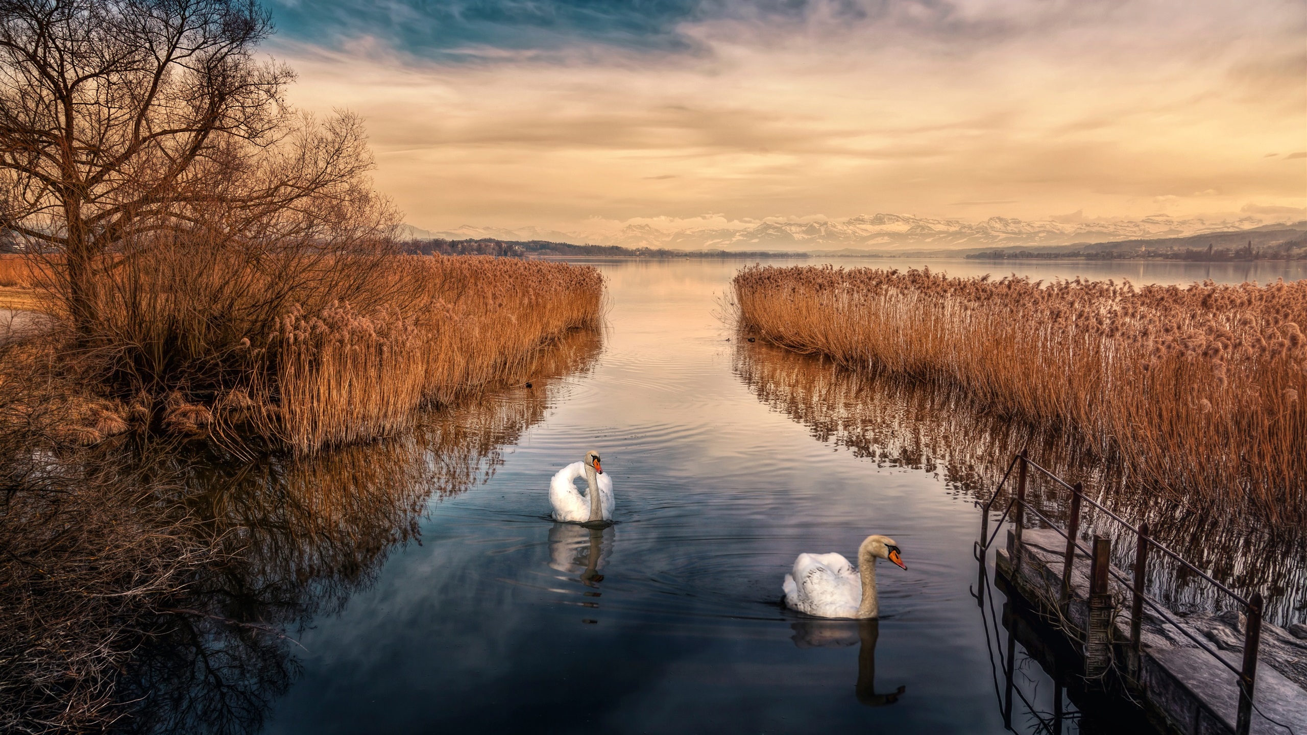 Swan Animals Lake Plants Nature Clouds Landscape Reeds 2560x1440