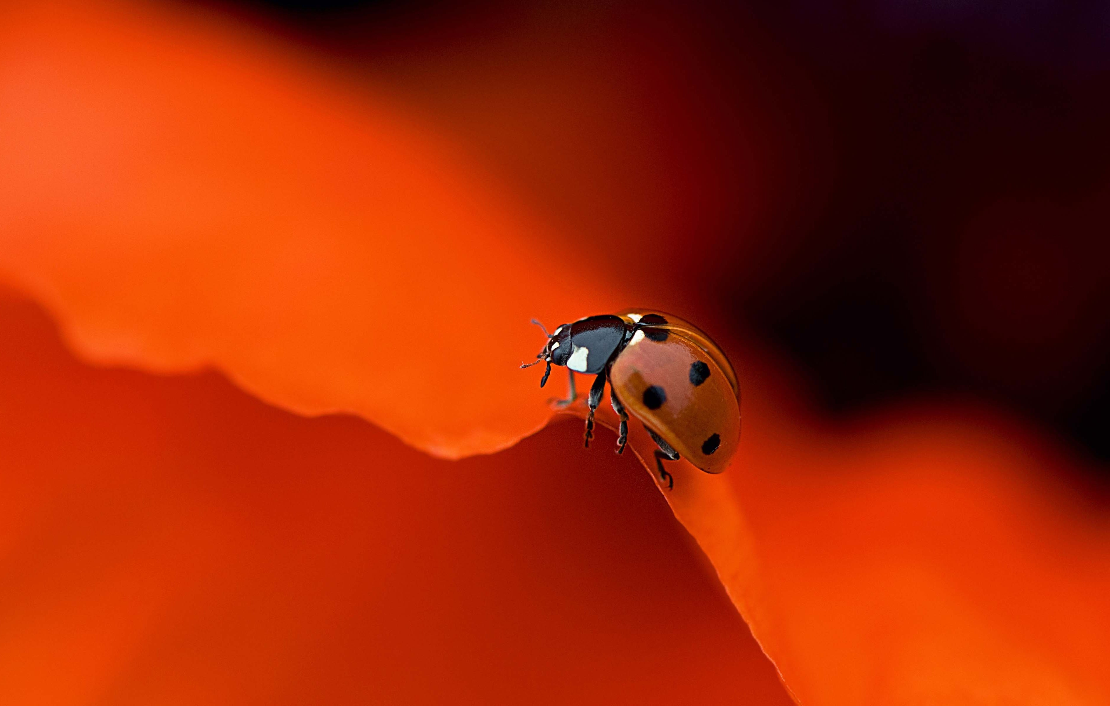 Ladybugs Red Macro Simple Insect 3780x2406