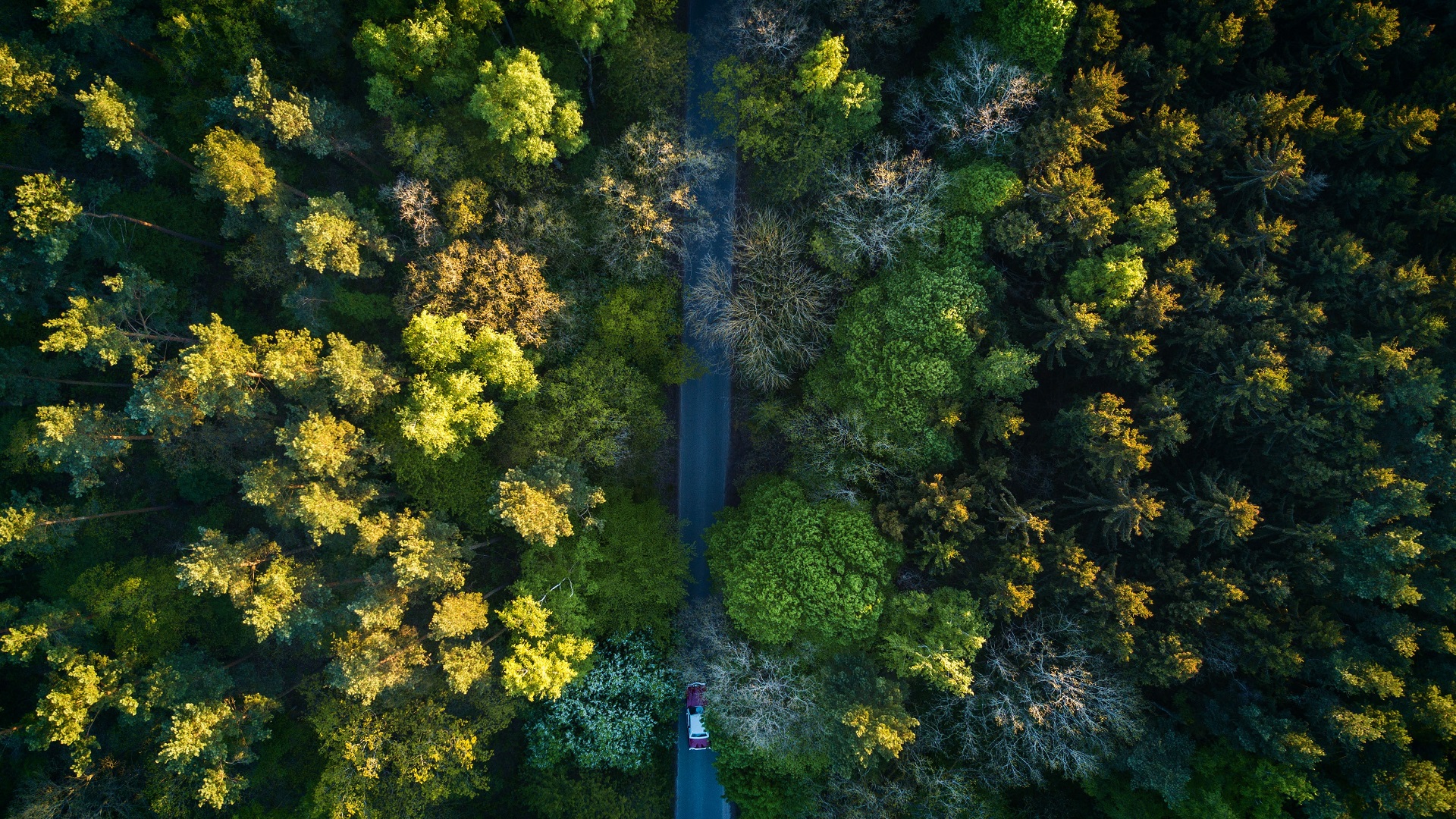 Nature Trees Forest Road Aerial View Birds Eye View 1920x1080