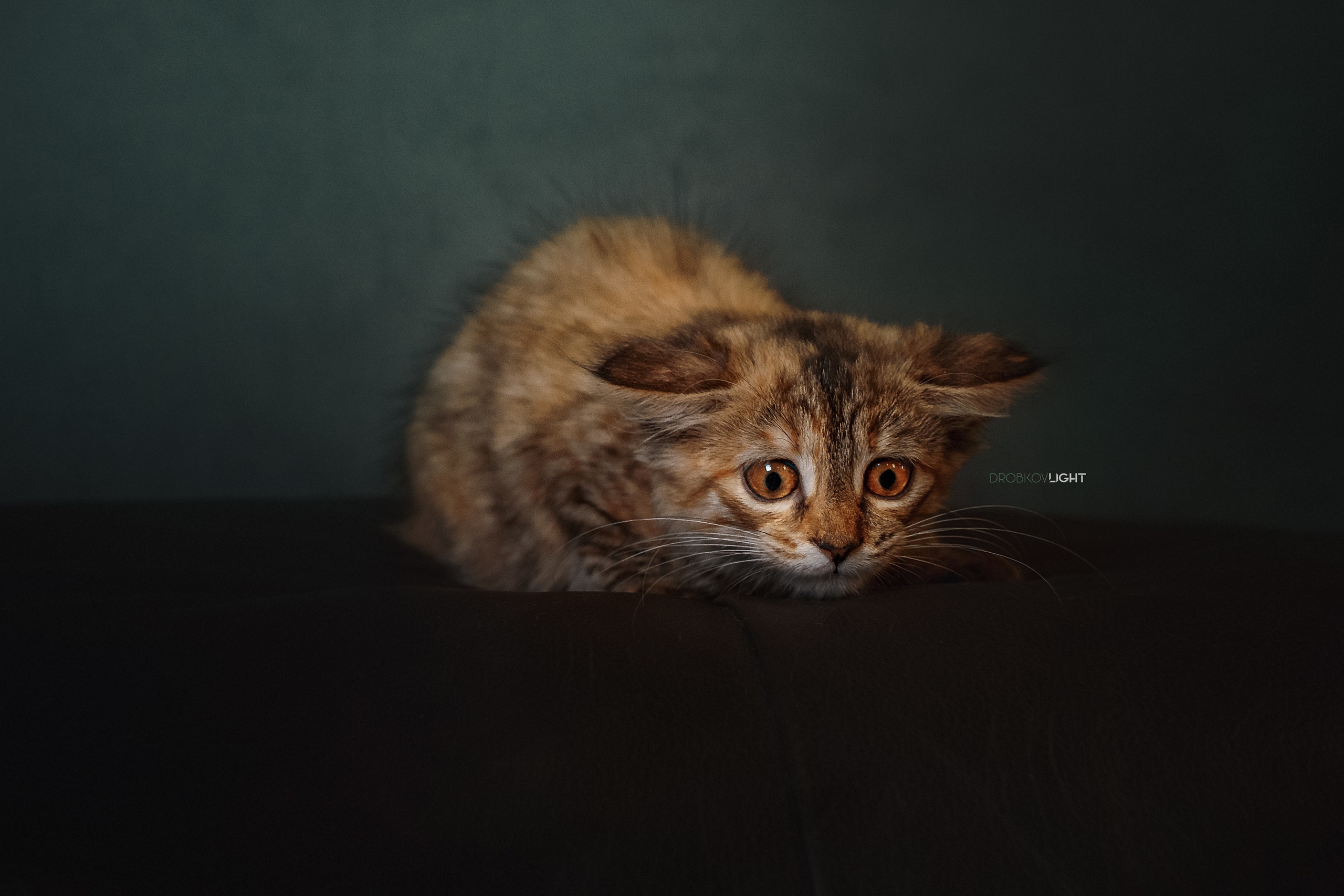 Alexander Drobkov Cats Animals Kittens 2560x1707