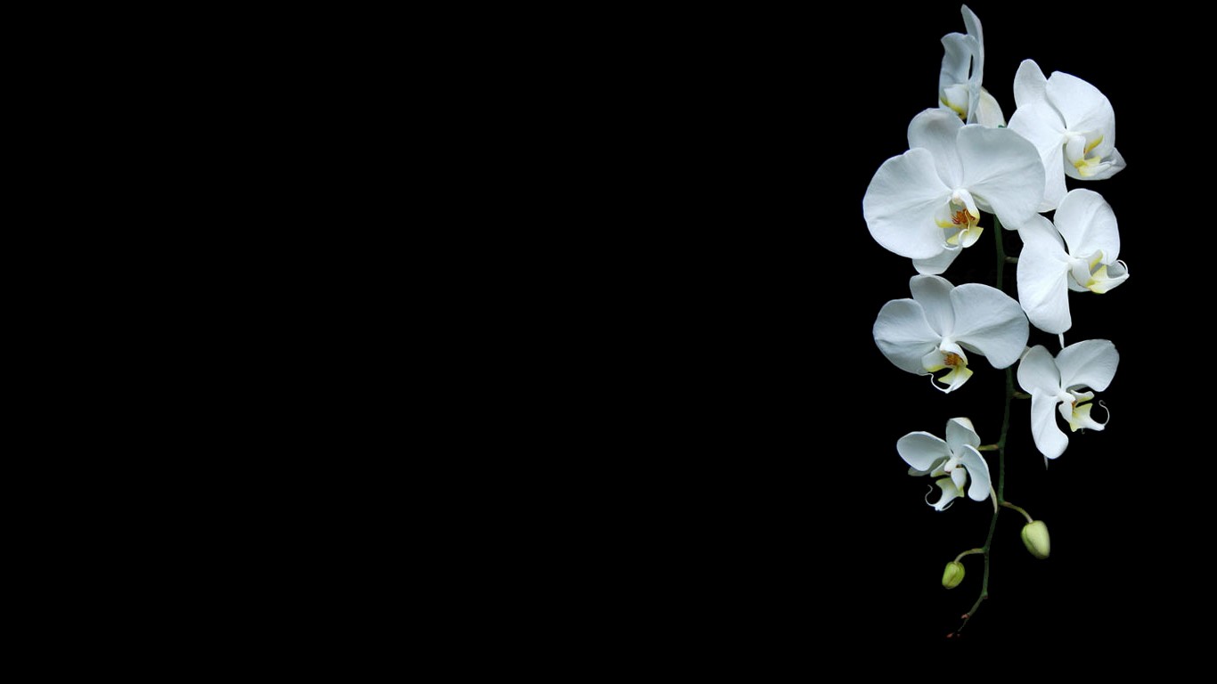 Minimalism Orchids Flowers Black Background White Flowers 1366x768