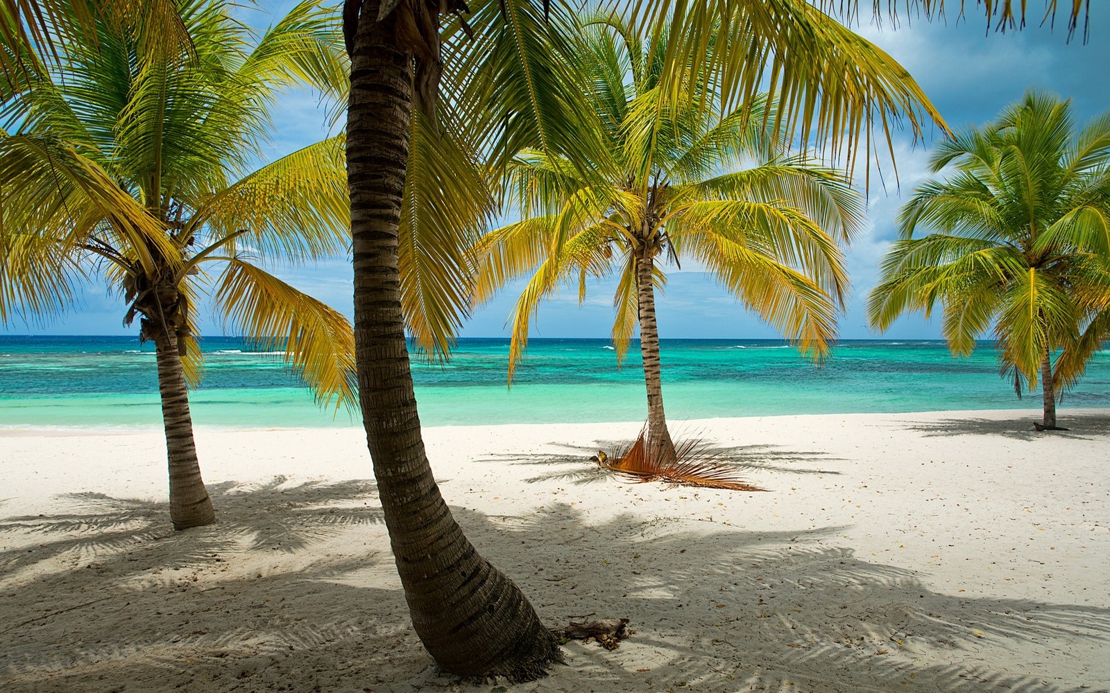 Nature Landscape Beach Tropical Palm Trees Dominican Republic Sea Caribbean Sand Island Summer Horiz 1600x1000