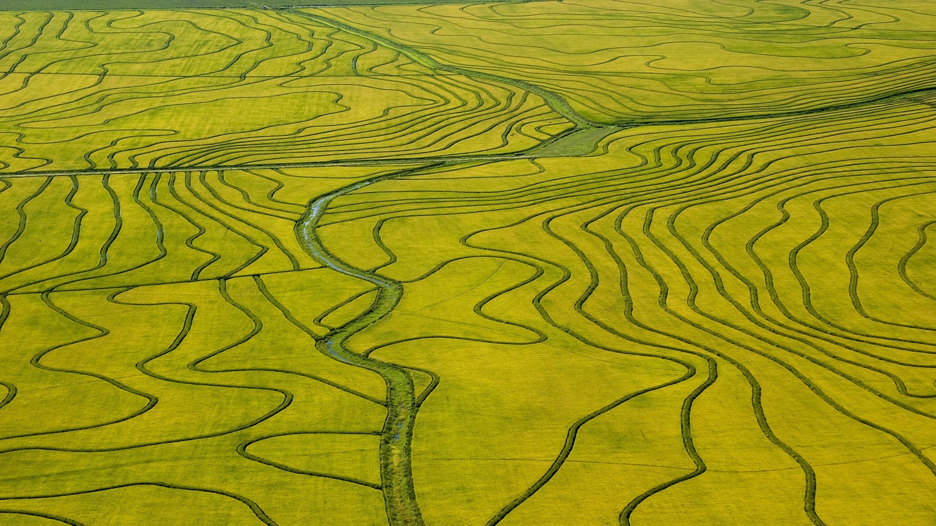 Nature Landscape Green Field River Birds Eye View Rice Paddy Aerial View 1920x1080