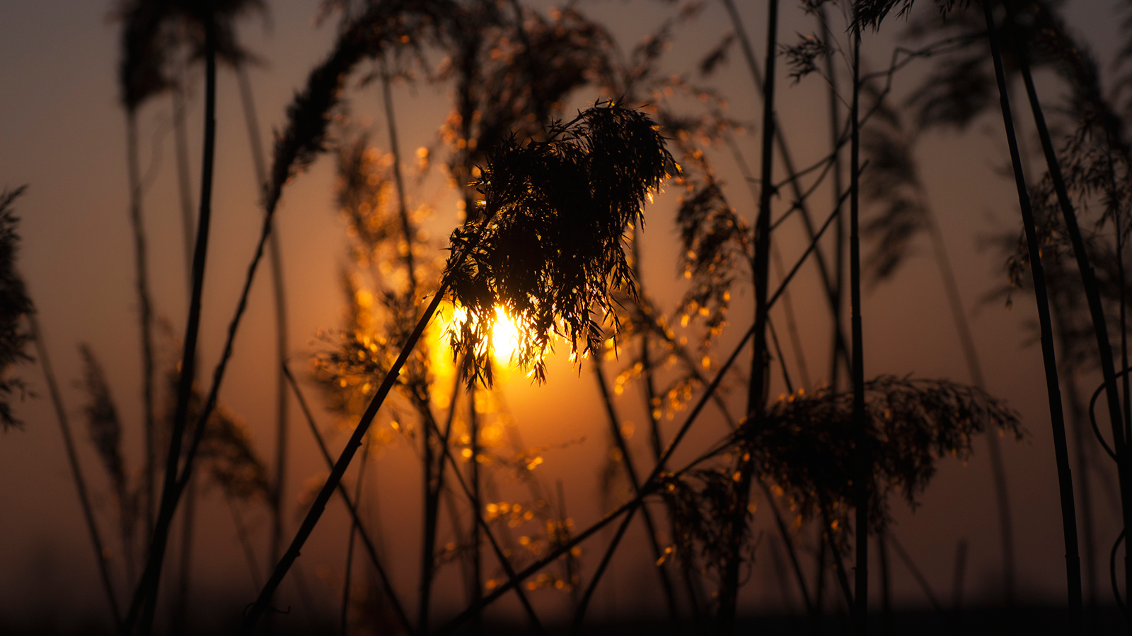 Nature Sunlight Sunset Depth Of Field Spikelets Golden Hour Plants Silhouette Bokeh 1600x900