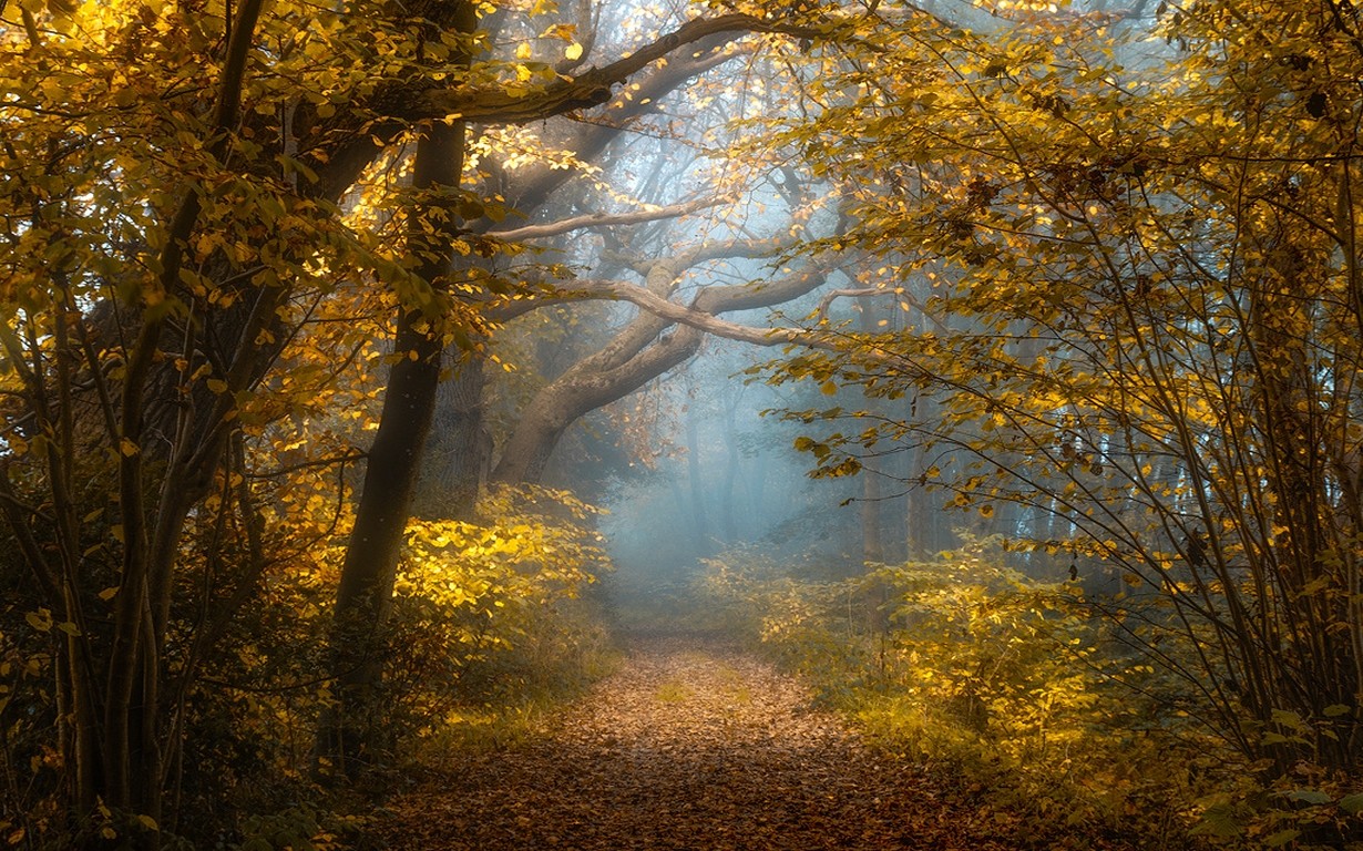 Nature Landscape Fall Forest Sunlight Mist Shrubs Yellow Leaves Path Trees Morning 1230x768
