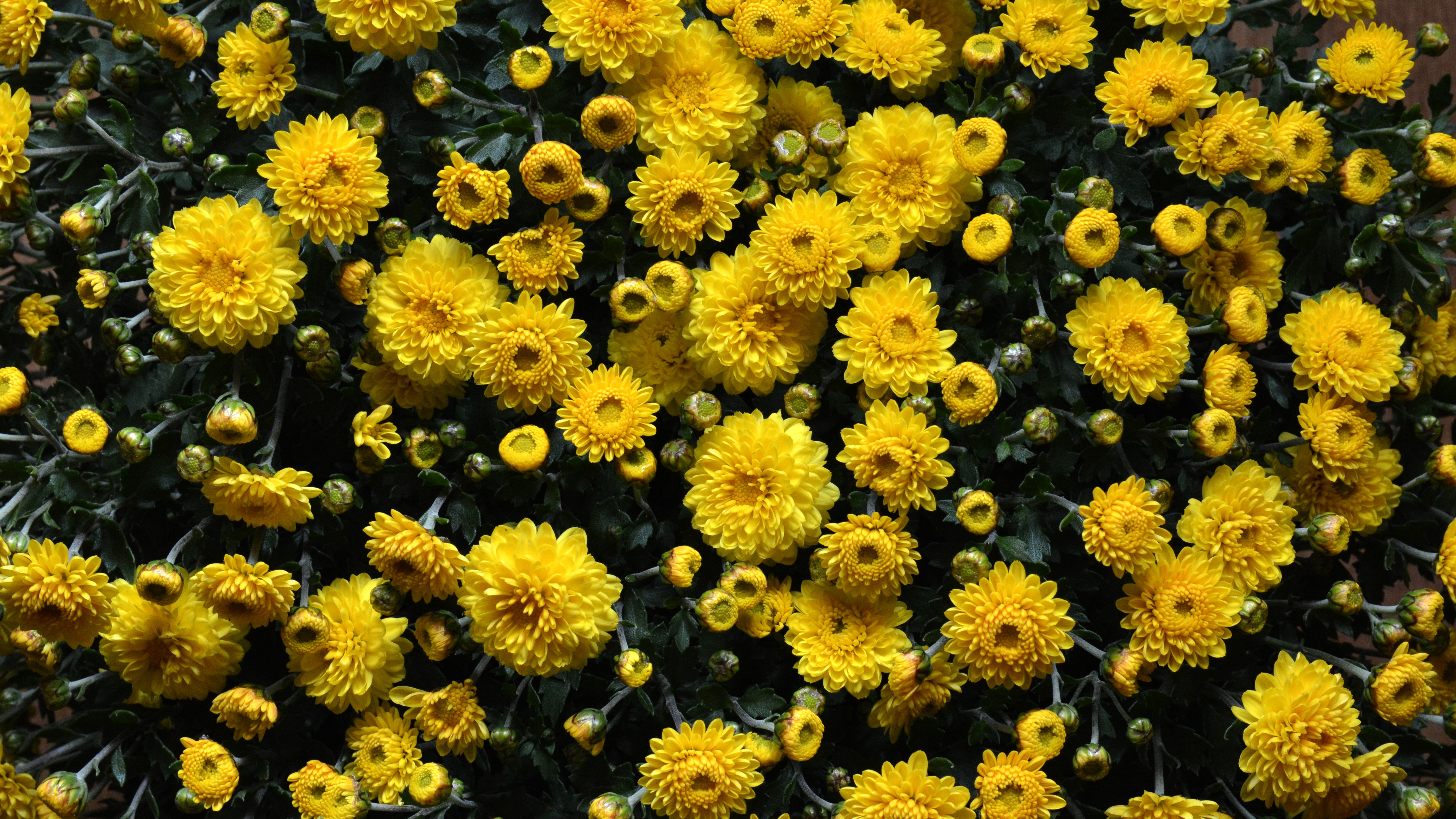 Chrysanthemum Flower Yellow Flower 5052x2842