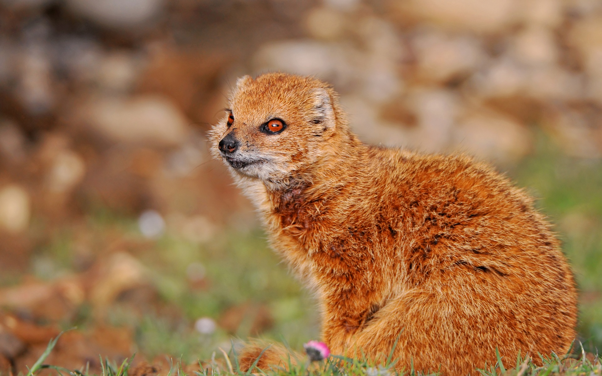 Animal Mongoose 1920x1200