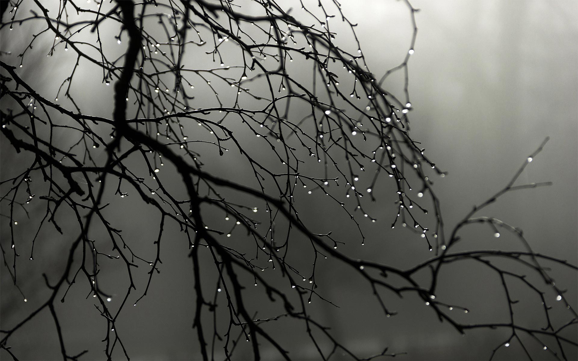 Gloomy Water Drops Branch Gray Wet 1920x1200