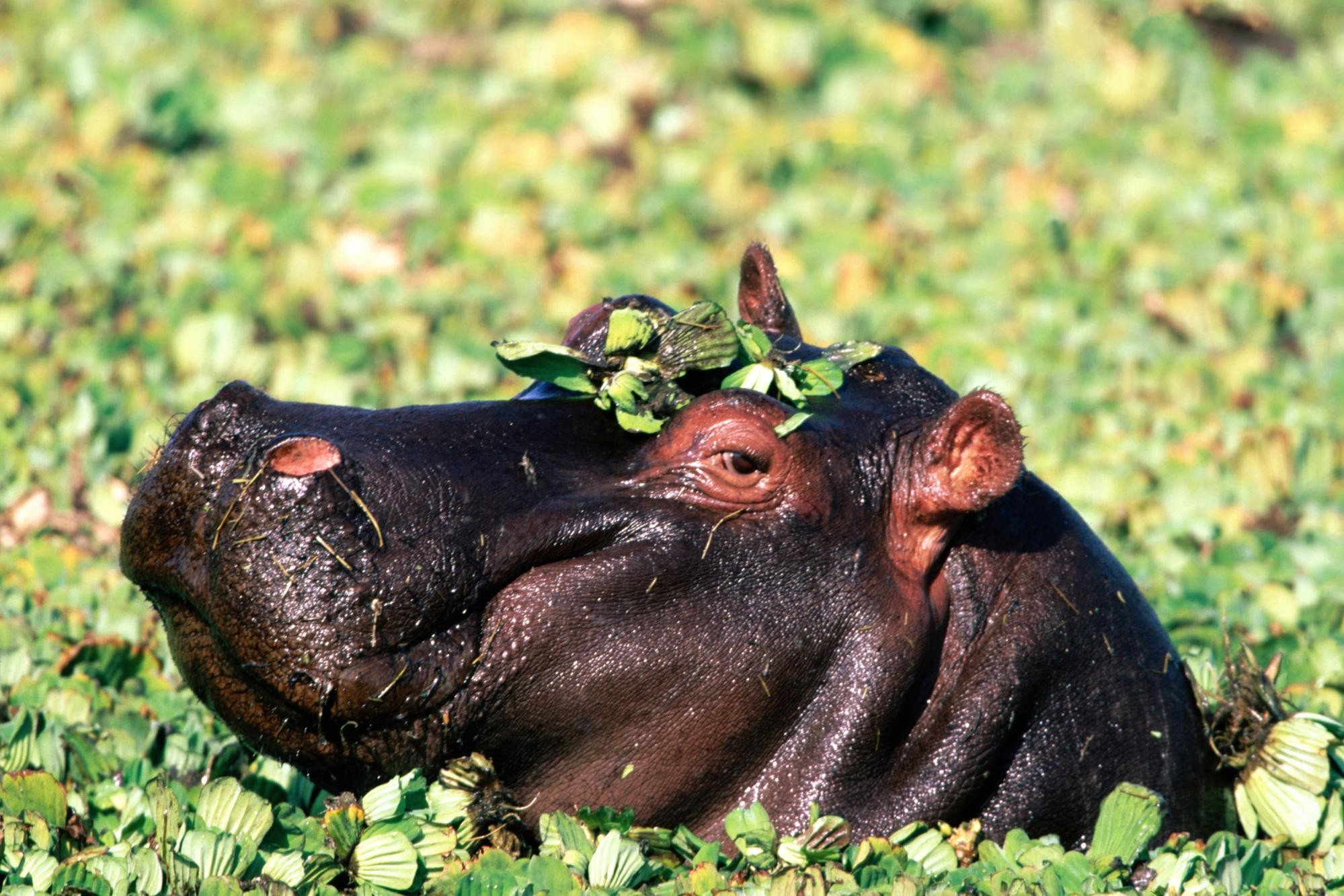 Animals Hippos Mammals Plants 1999x1333
