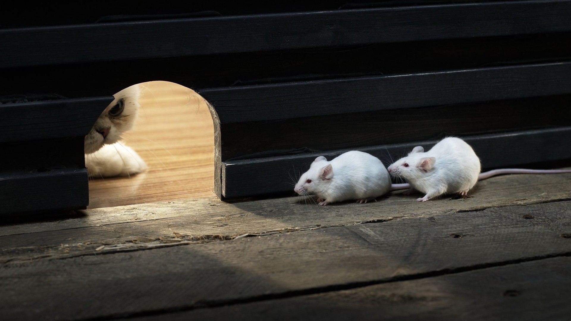 Animals Cats Waiting Wood Wooden Surface Pet Lights Shadow Rats Macro Hunting White Mice 1920x1080