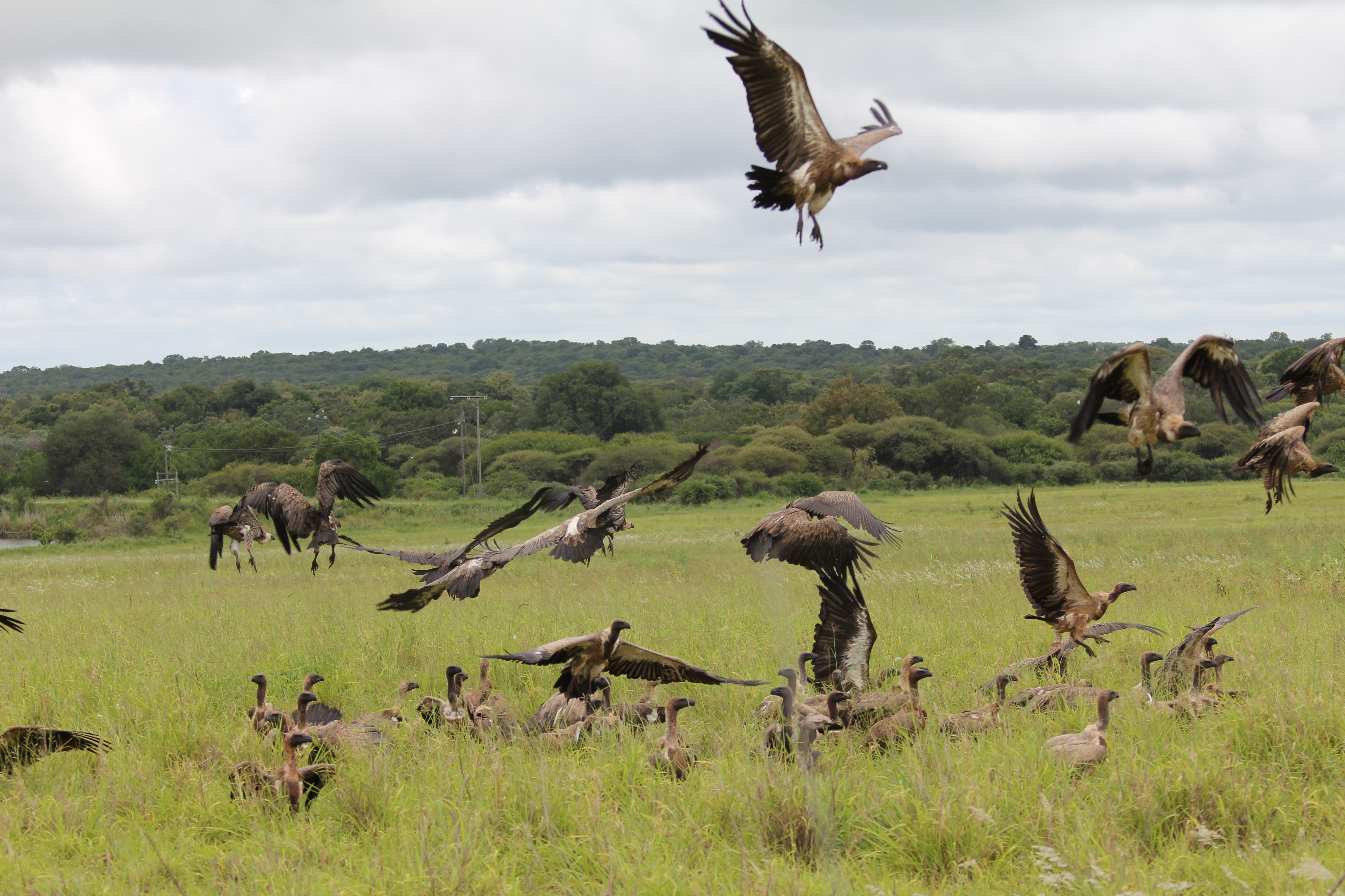 Animal Vulture 5184x3456