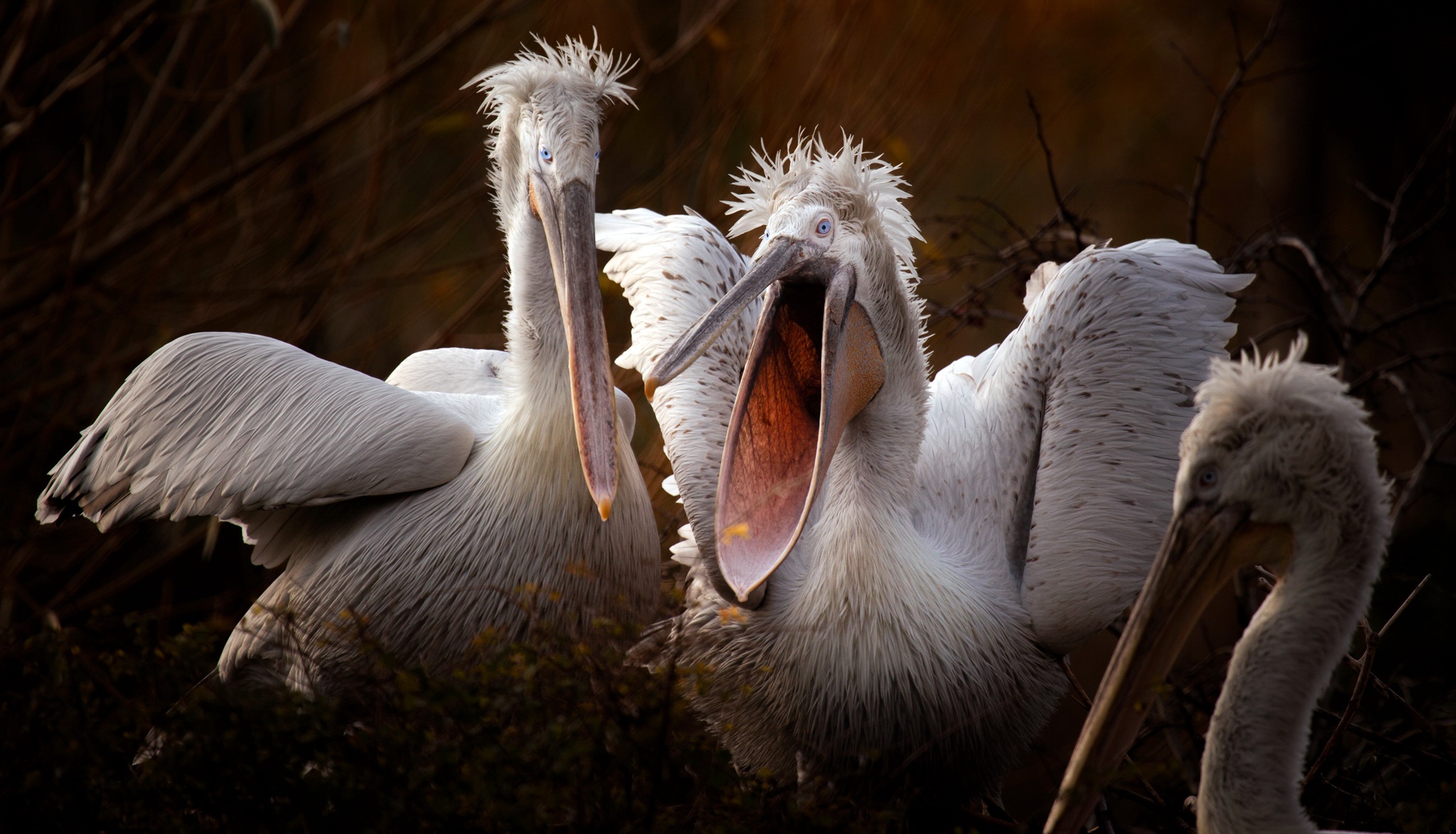 Animals Birds Nature Pelicans 2048x1174