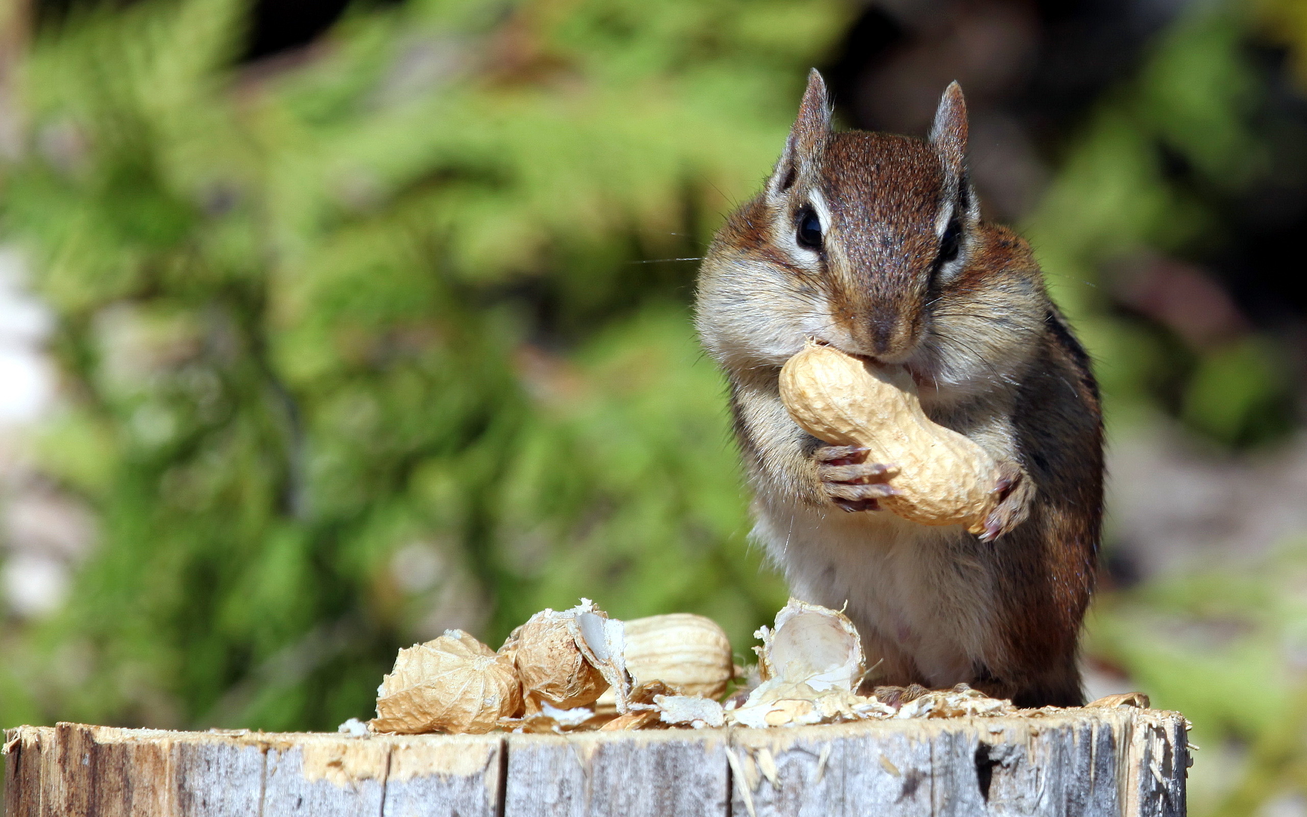Nuts Eating Green Mammals Squirrel Food Animals 2560x1600