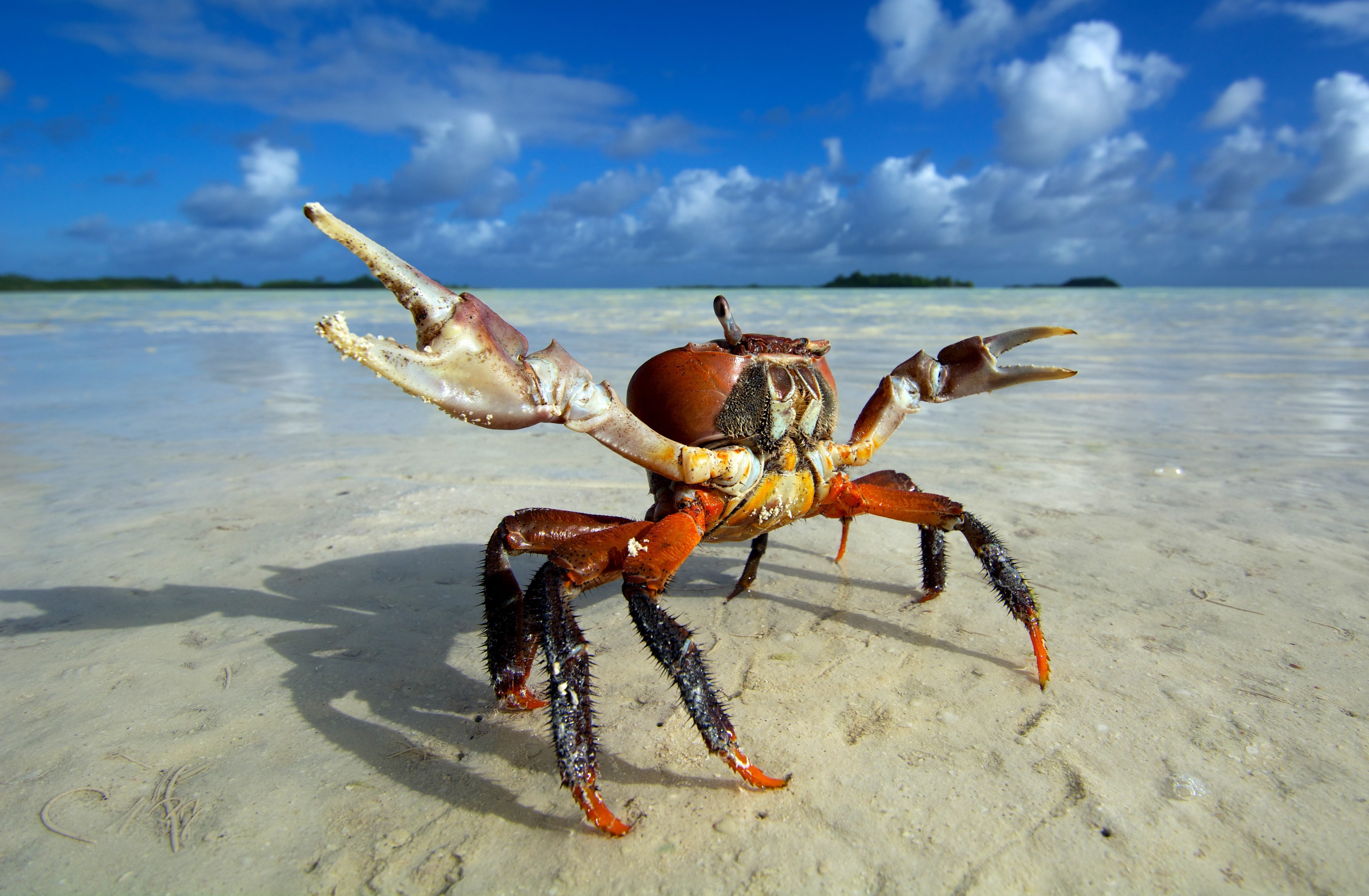 Animals Beach Crabs 5438x3560