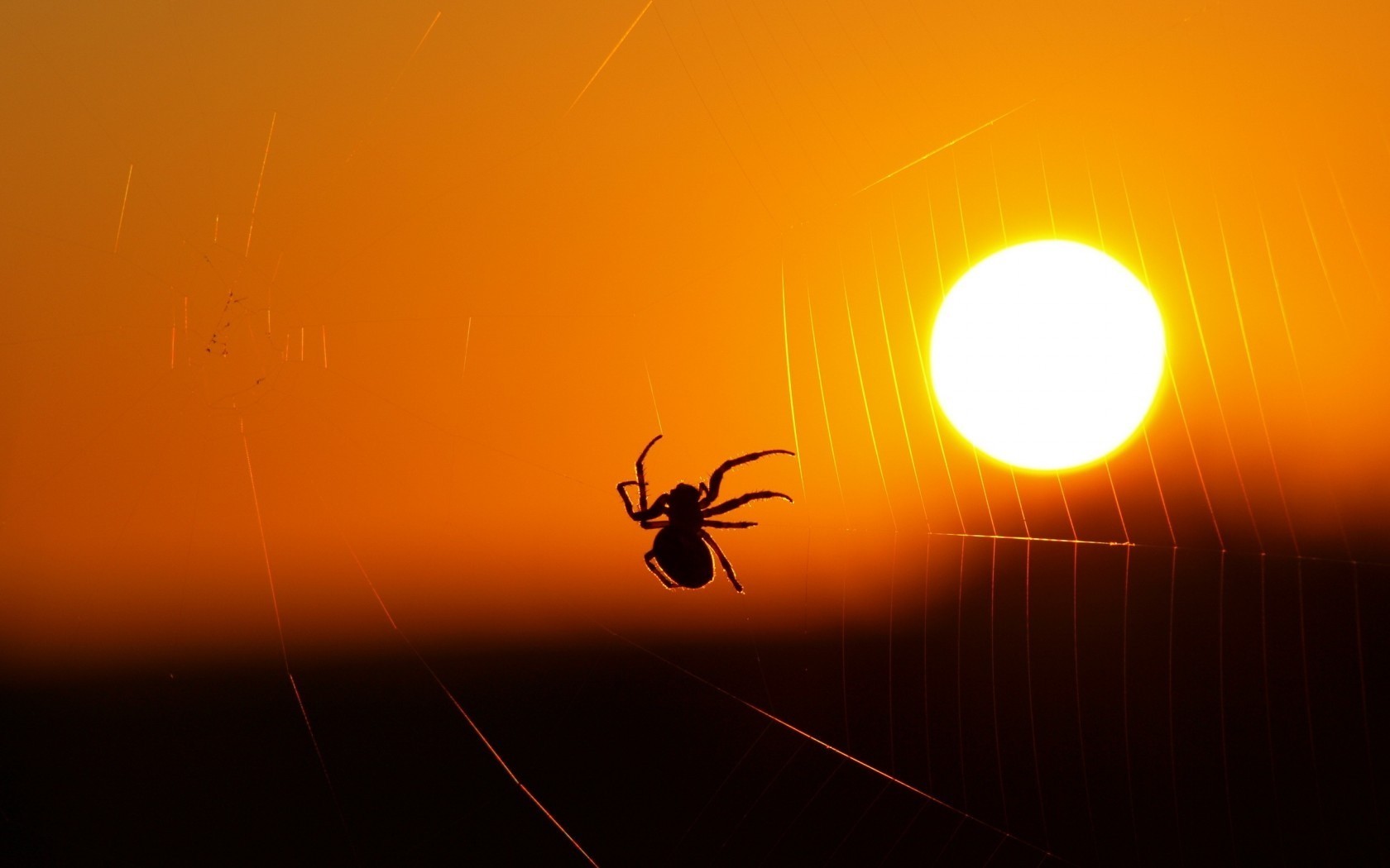 Animals Spider Spiderwebs Sunset Insect Silhouette 1680x1050