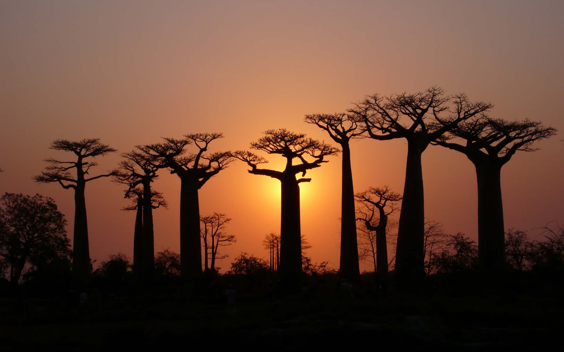Earth Baobab Tree 1920x1200
