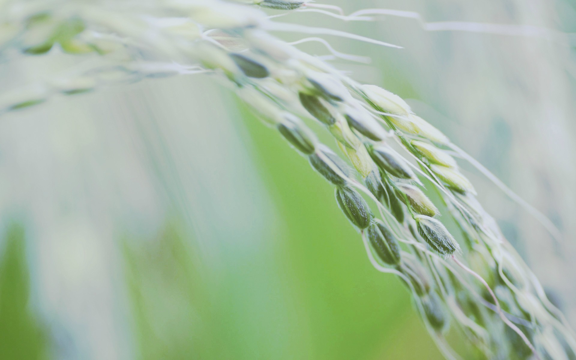 Green Crops 1920x1200