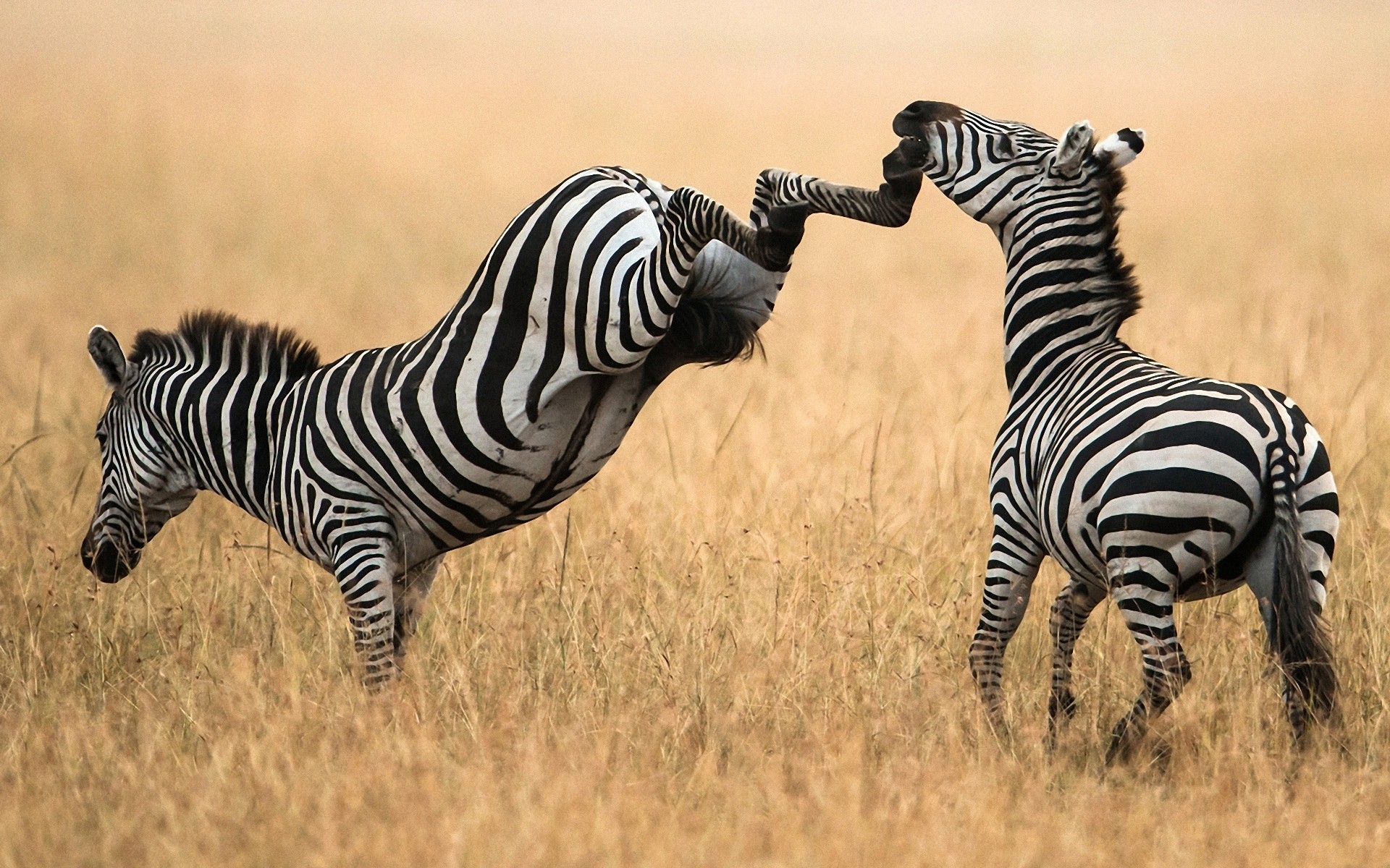 Zebras Animals 1920x1200