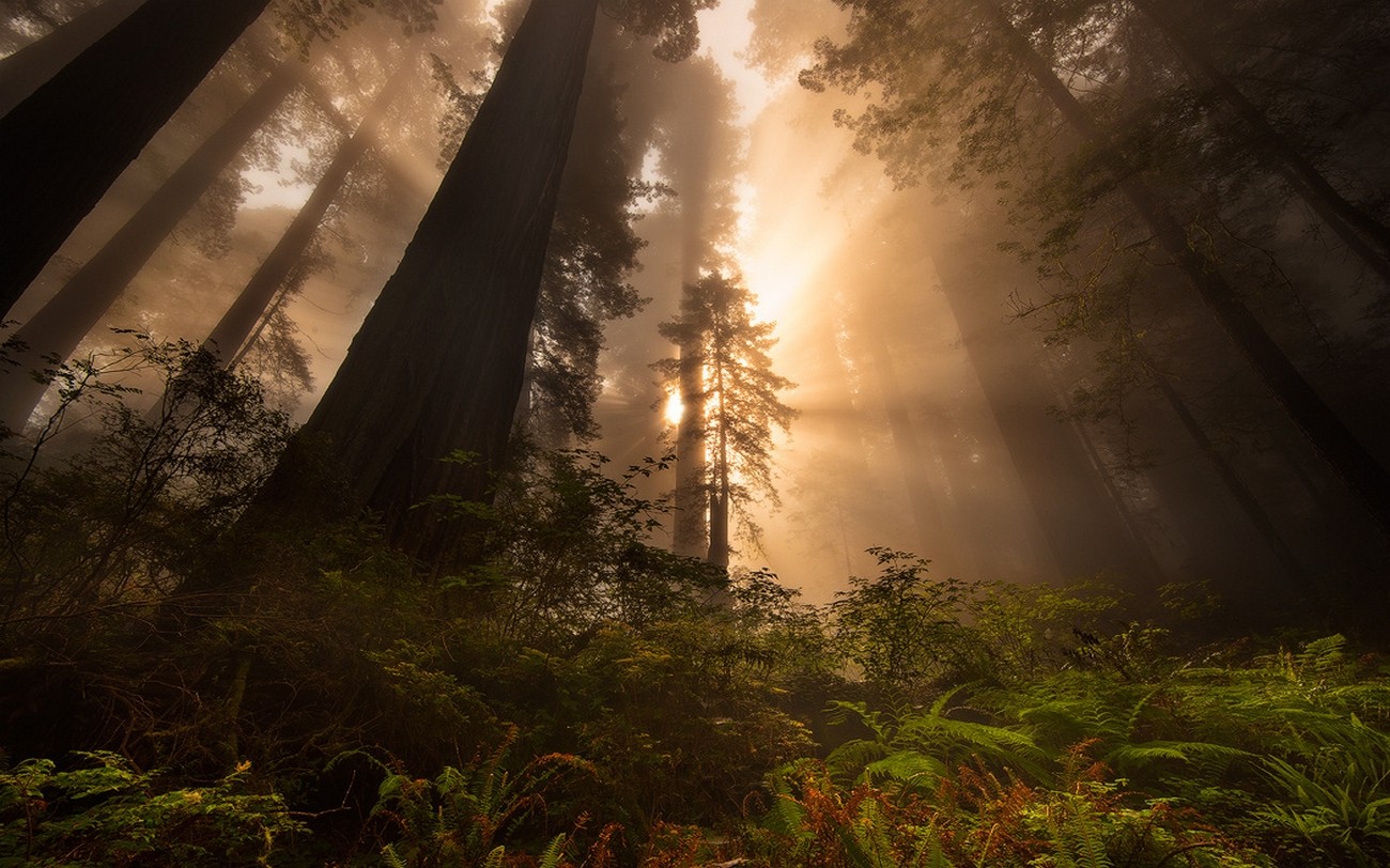 Nature Landscape Redwood Sun Rays Forest Trees Mist Ferns 1300x812