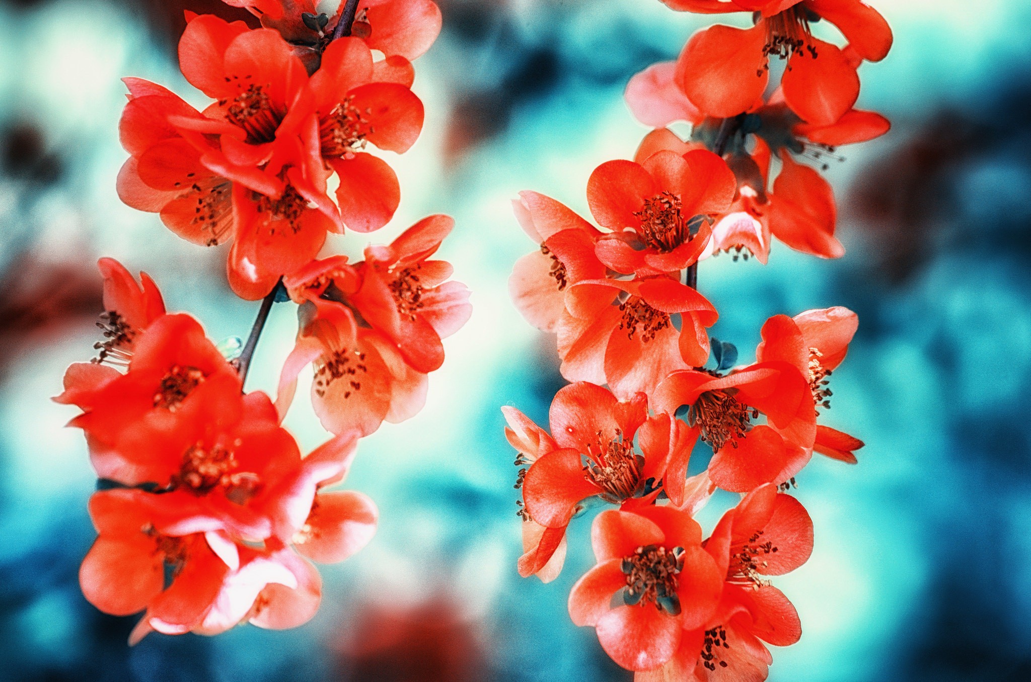 Flowers Macro Blossoms Red Flowers Branch Cyan 2048x1356