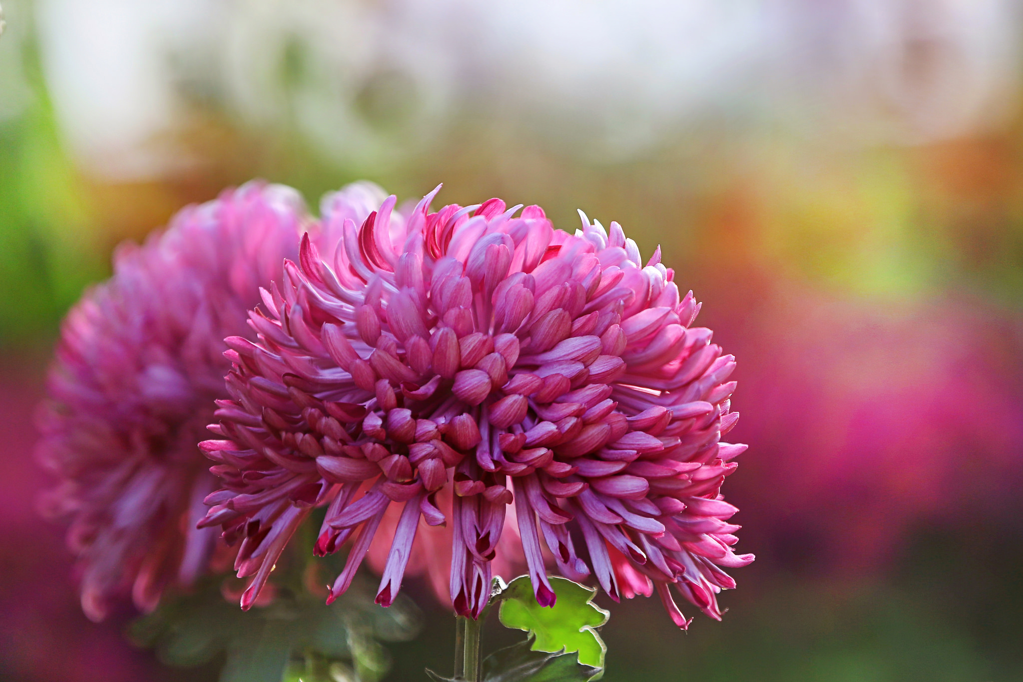 Chrysanthemum Nature Flower Pink Flower Macro Blur 2048x1365