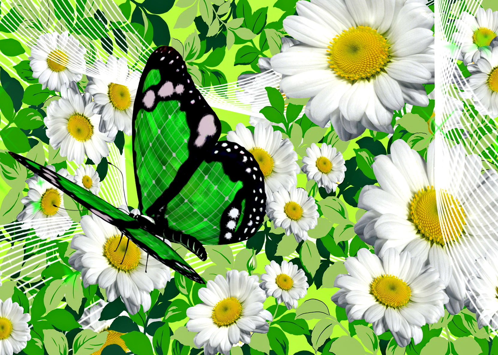Artistic Spring Flower Camomile Butterfly White Flower 1660x1186