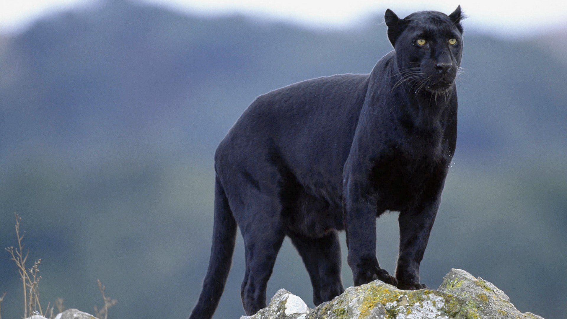 Panther 1920x1080