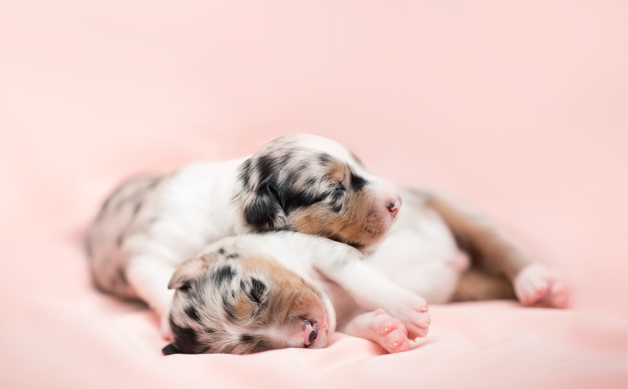 Puppies Sleeping Dog Baby Animals Animals 2048x1268