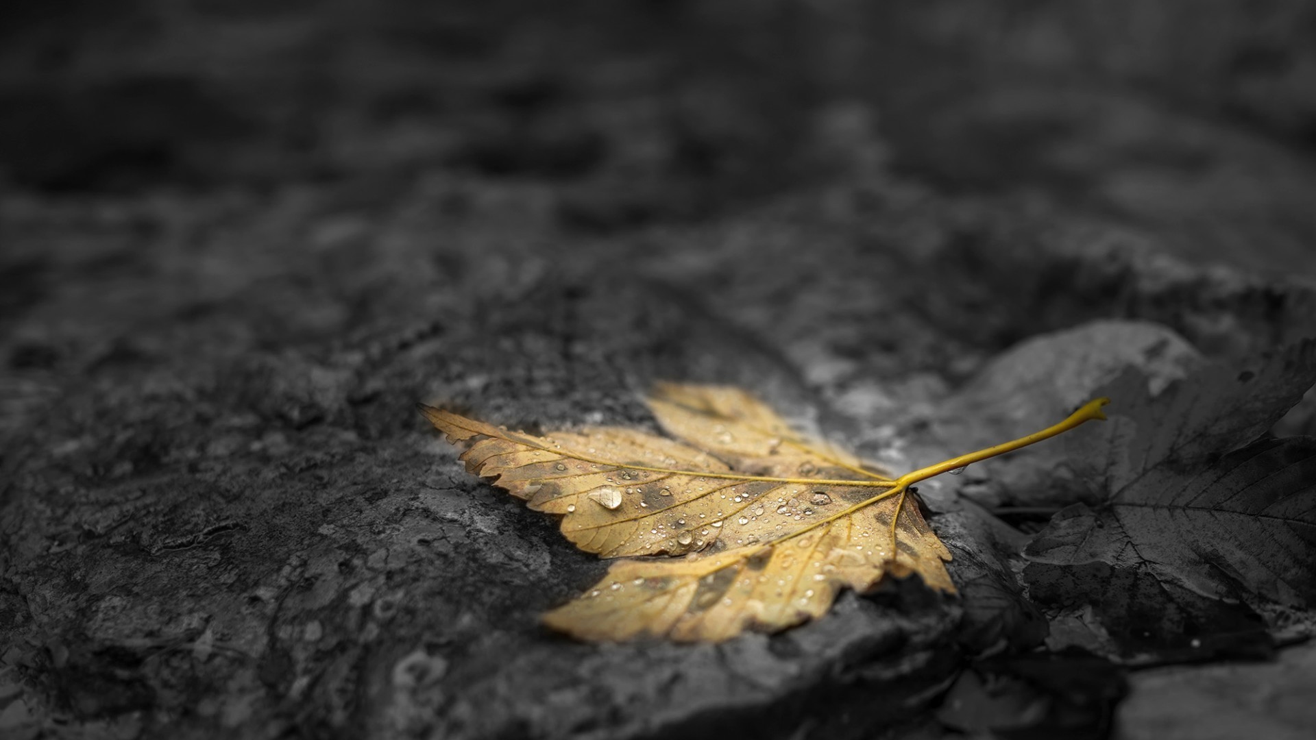 Nature Fall Leaves Maple Leaves Water Drops Depth Of Field Stone Stones Selective Coloring Dew 1920x1080