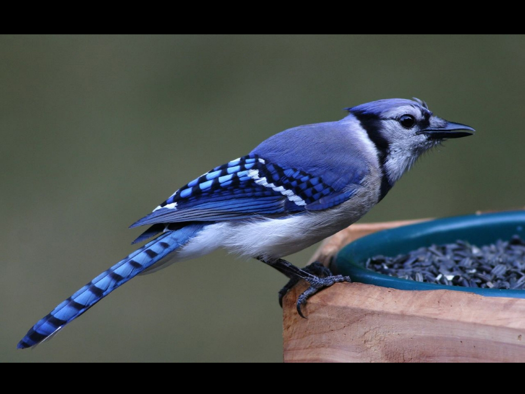 Birds Blue Jays Animals 1024x768