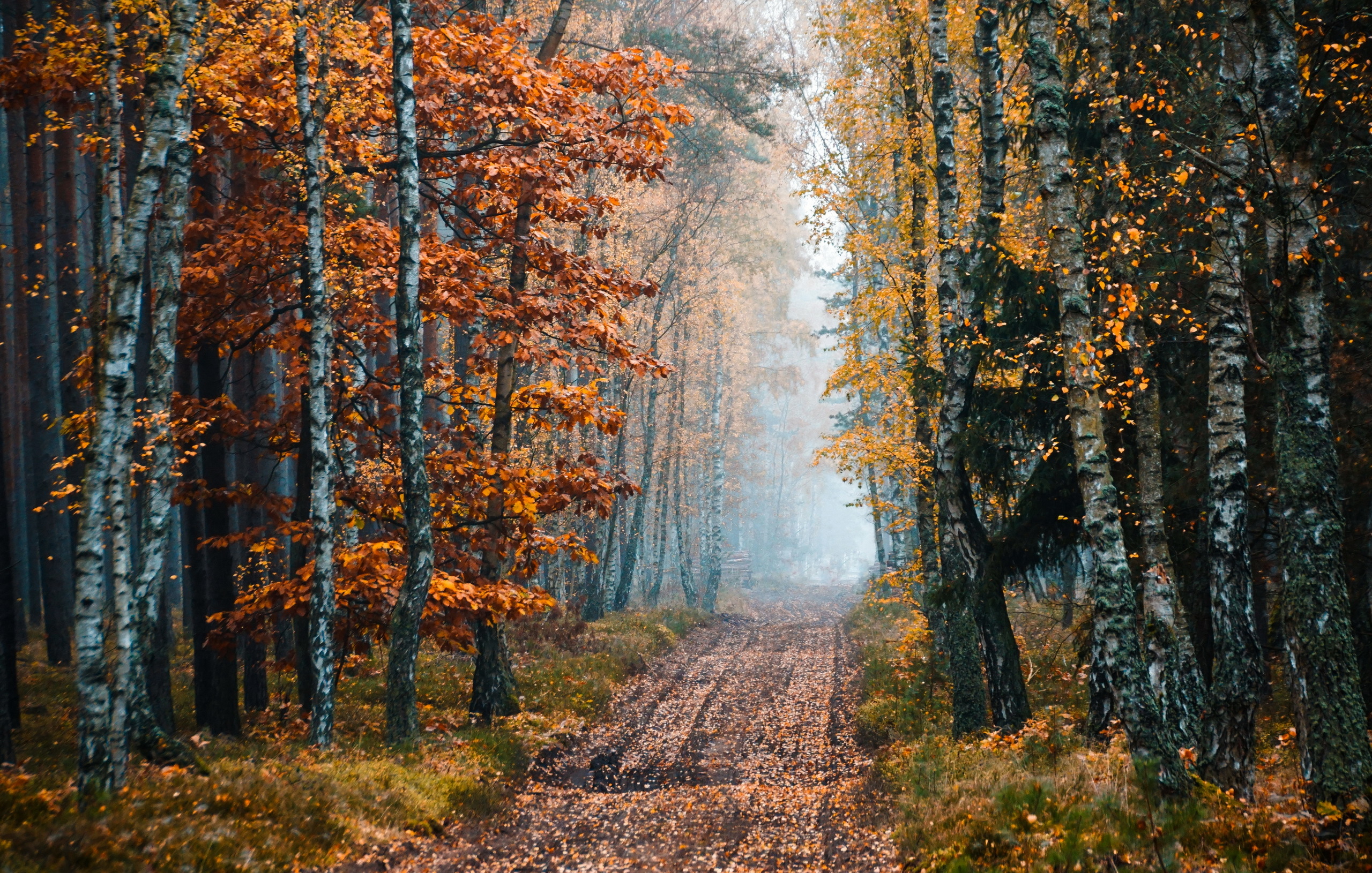 Fall Trees Dirtroad Nature 2560x1630