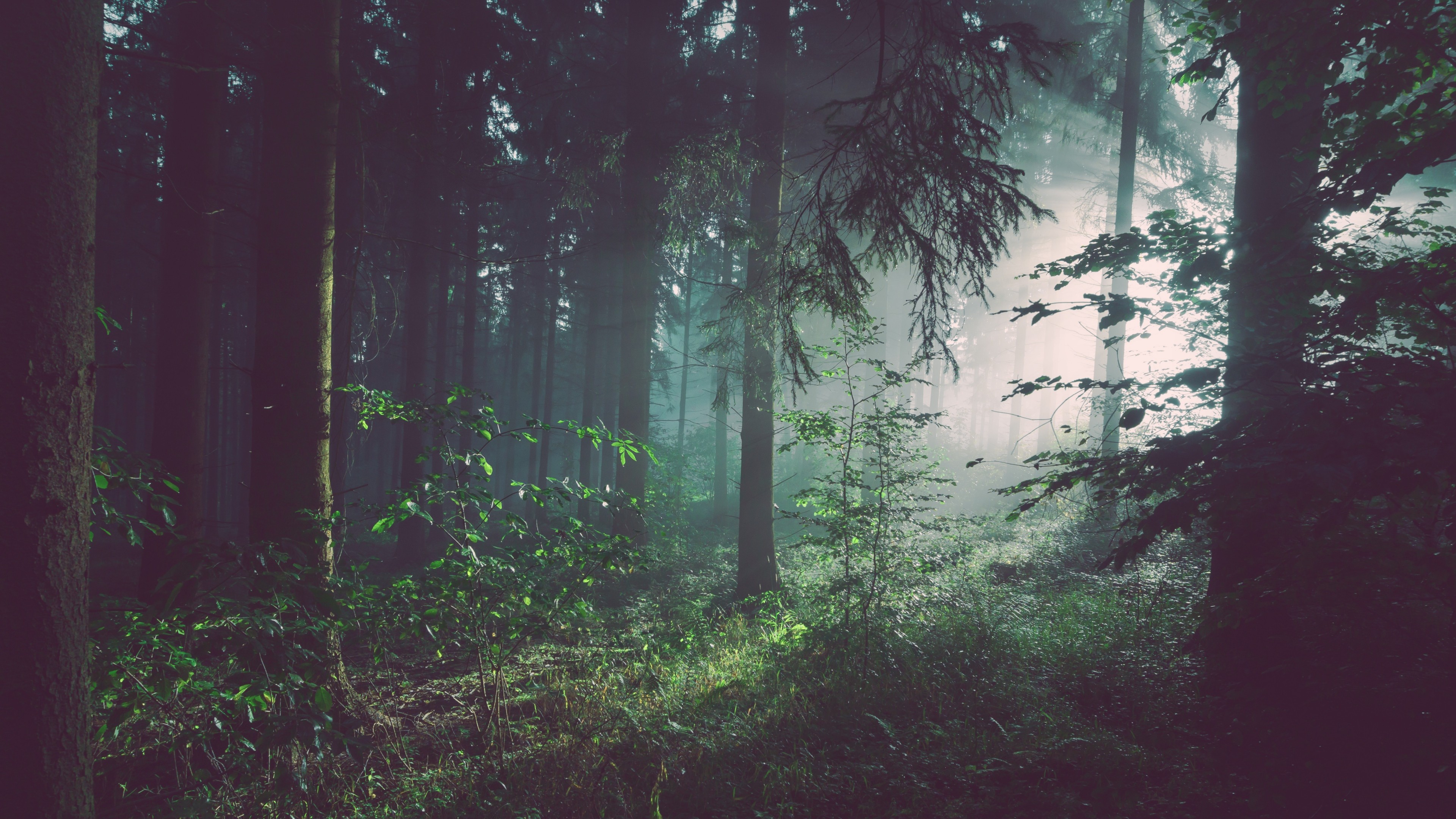 Nature Landscape Trees Forest Leaves Branch Sun Rays Mist Crepuscular Rays Natural Light 3840x2160