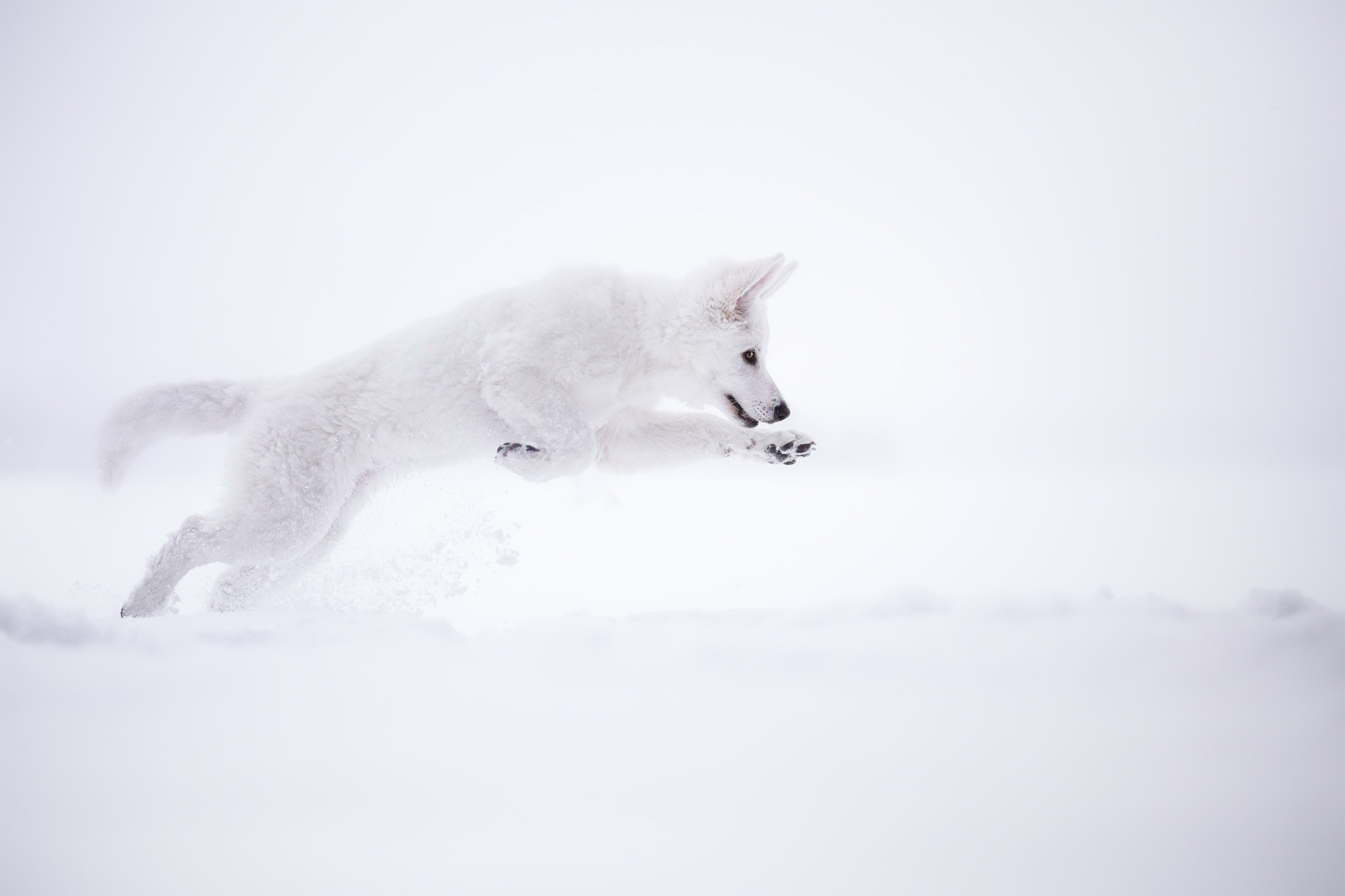 Winter Snow Arctic Fox White Animals Nature Fox Mammals Side View 2048x1365