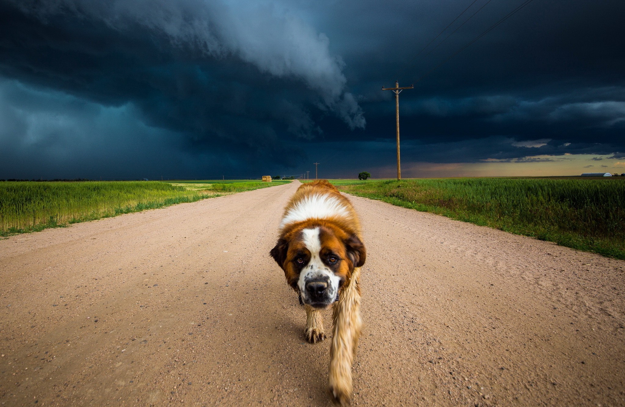 Good Boy Dog Storm Overcast Dirt Road 2047x1333