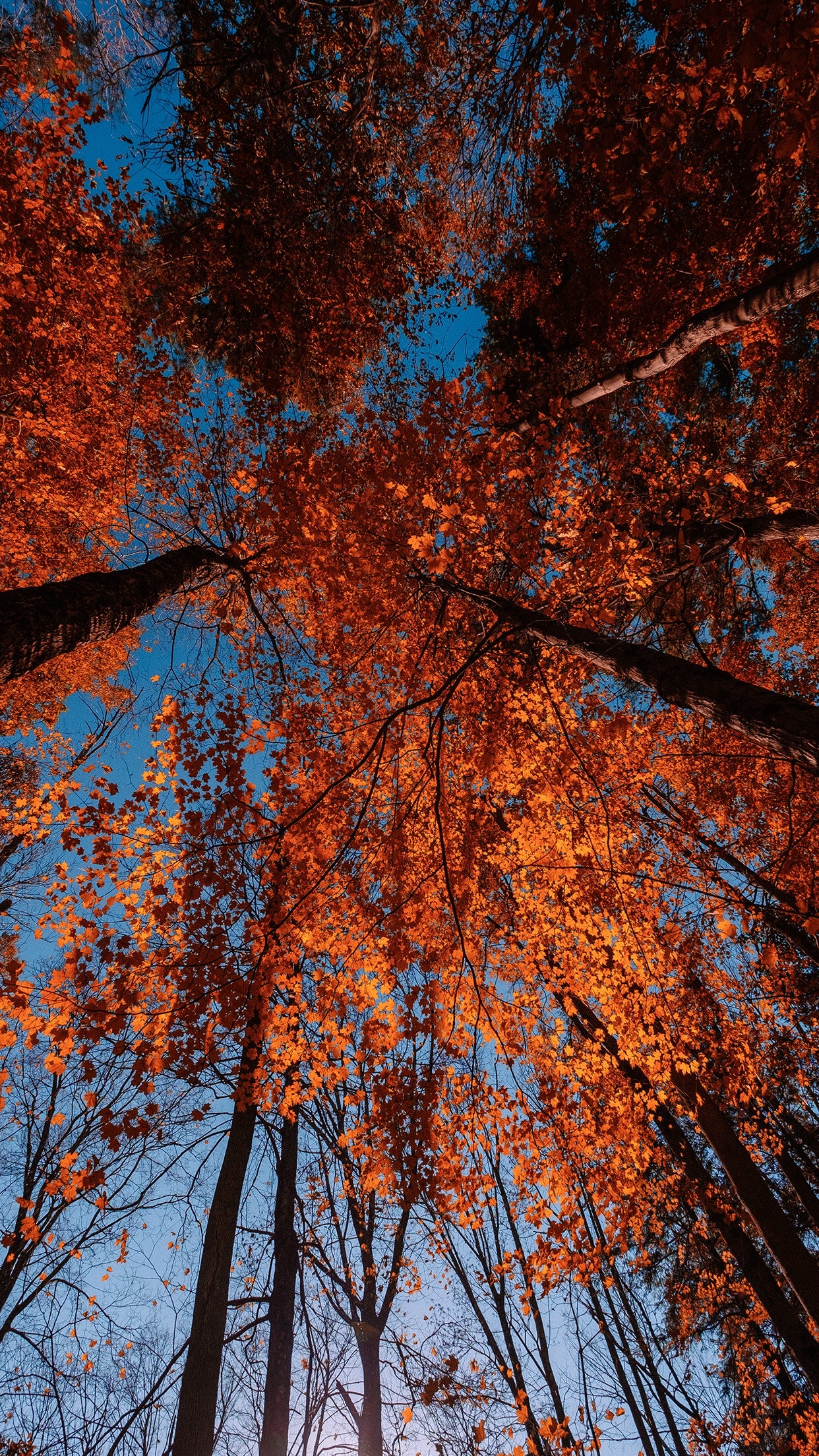 Landscape Fall Trees Leaves Red Leaves Orange Portrait Display Vertical 1242x2208